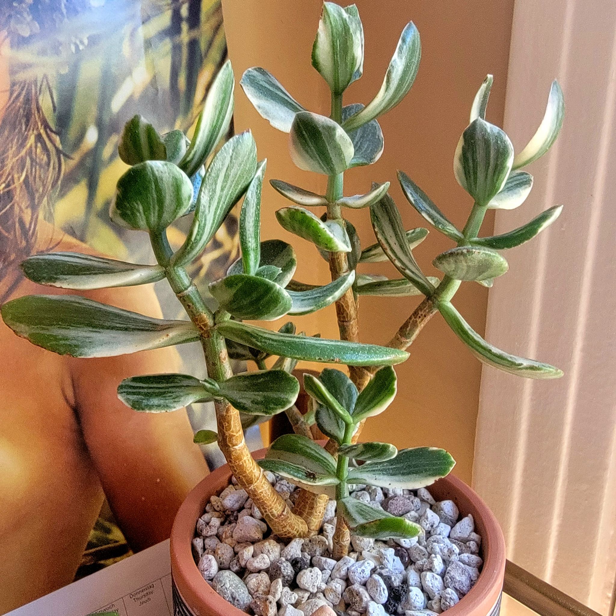 Variegated Jade Plant in a pot with visible soil, healthy leaves, and no signs of disease.