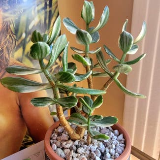 Variagated Jade Plant plant in Los Angeles, California