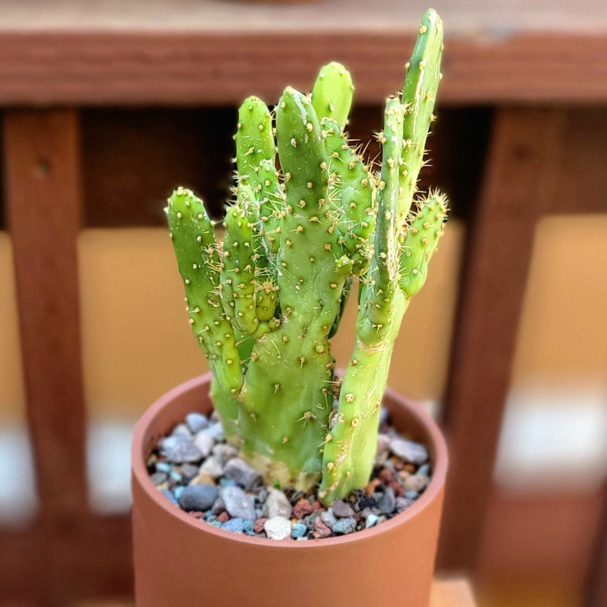 Photo of the plant species Drooping Prickly Pear by @roxyvivien named Maverick on Greg, the plant care app