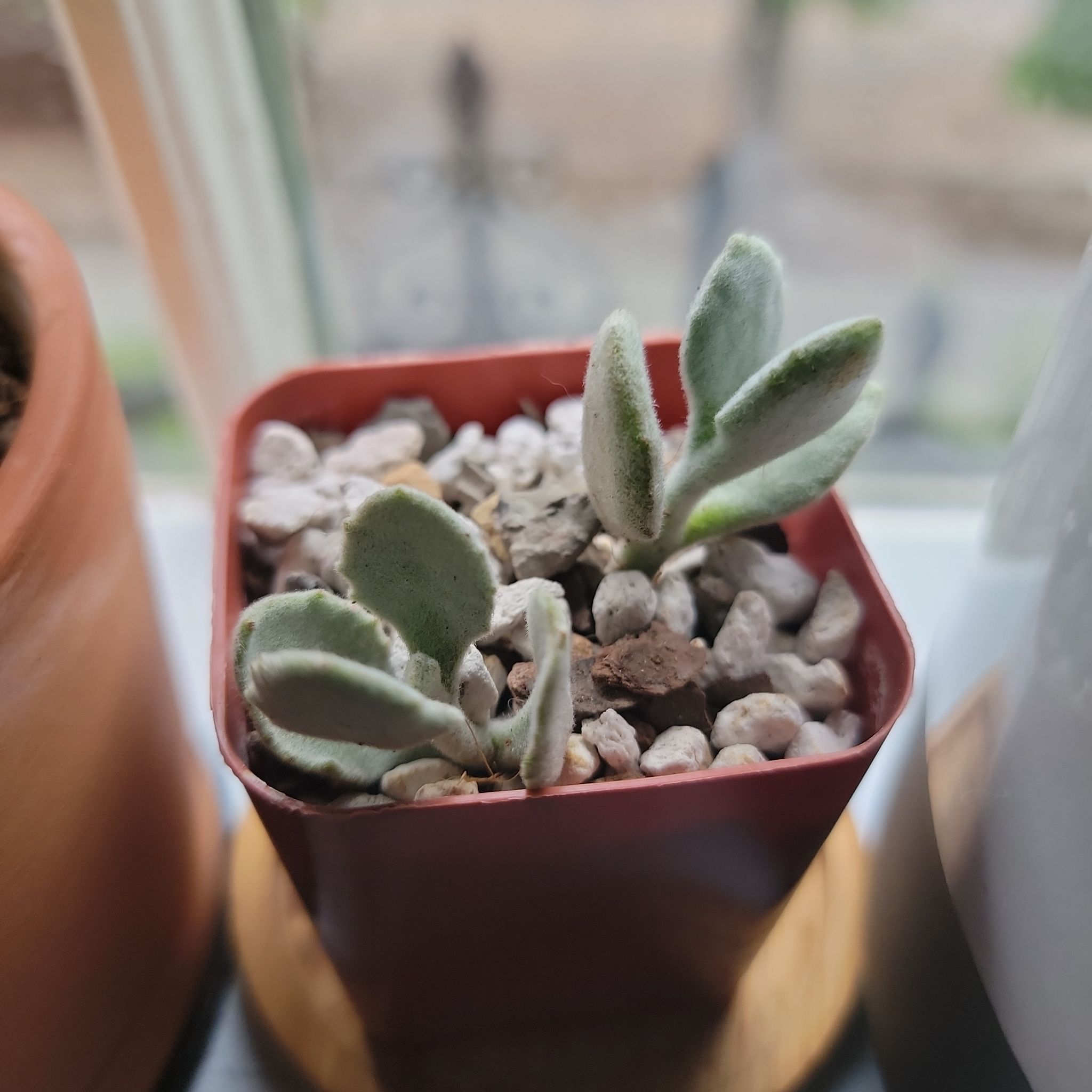 Millot Kalanchoe plant in a red pot with pebble-covered soil, appears healthy.