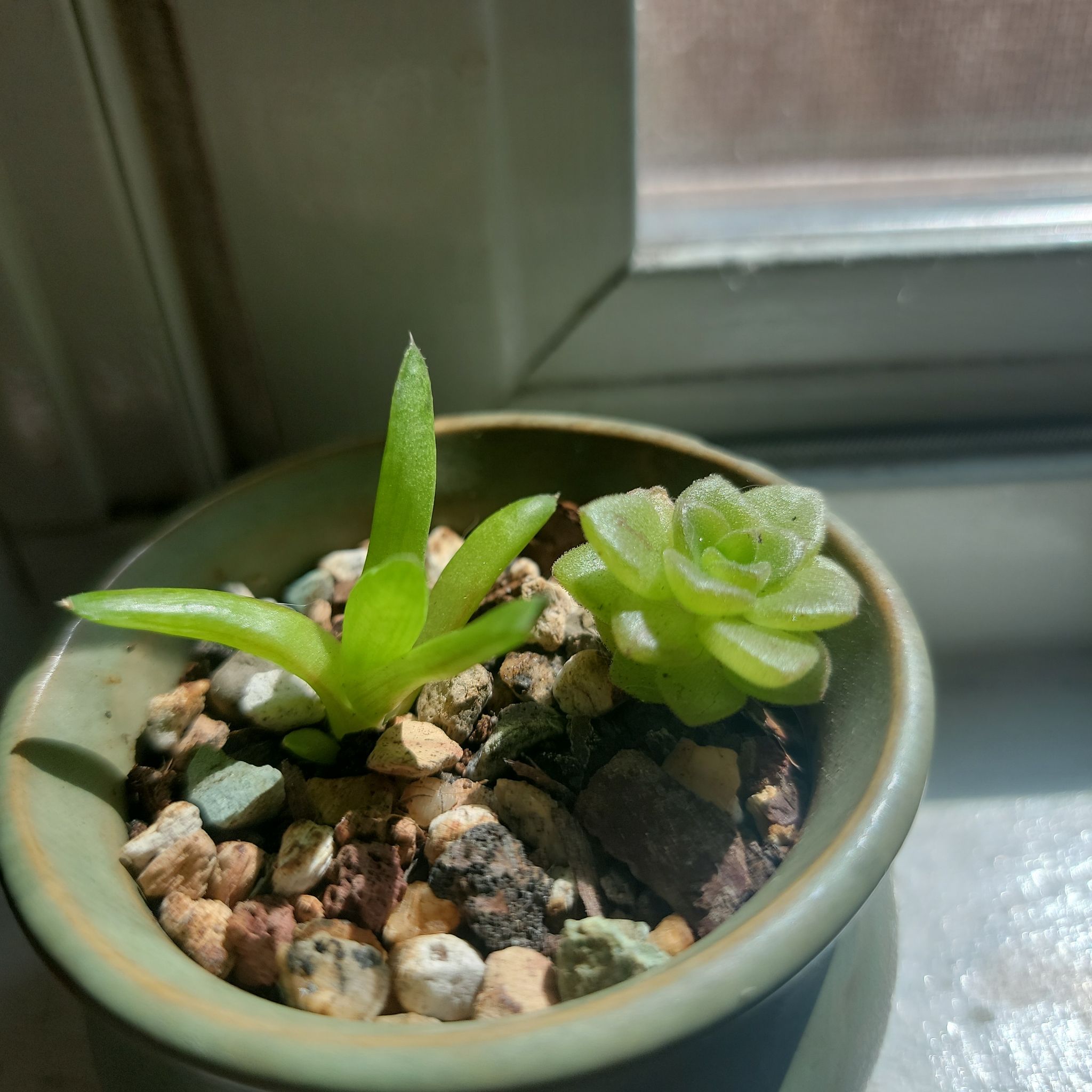 Potted Aeonium 'Lily Pad' succulent near a window with pebbled soil.