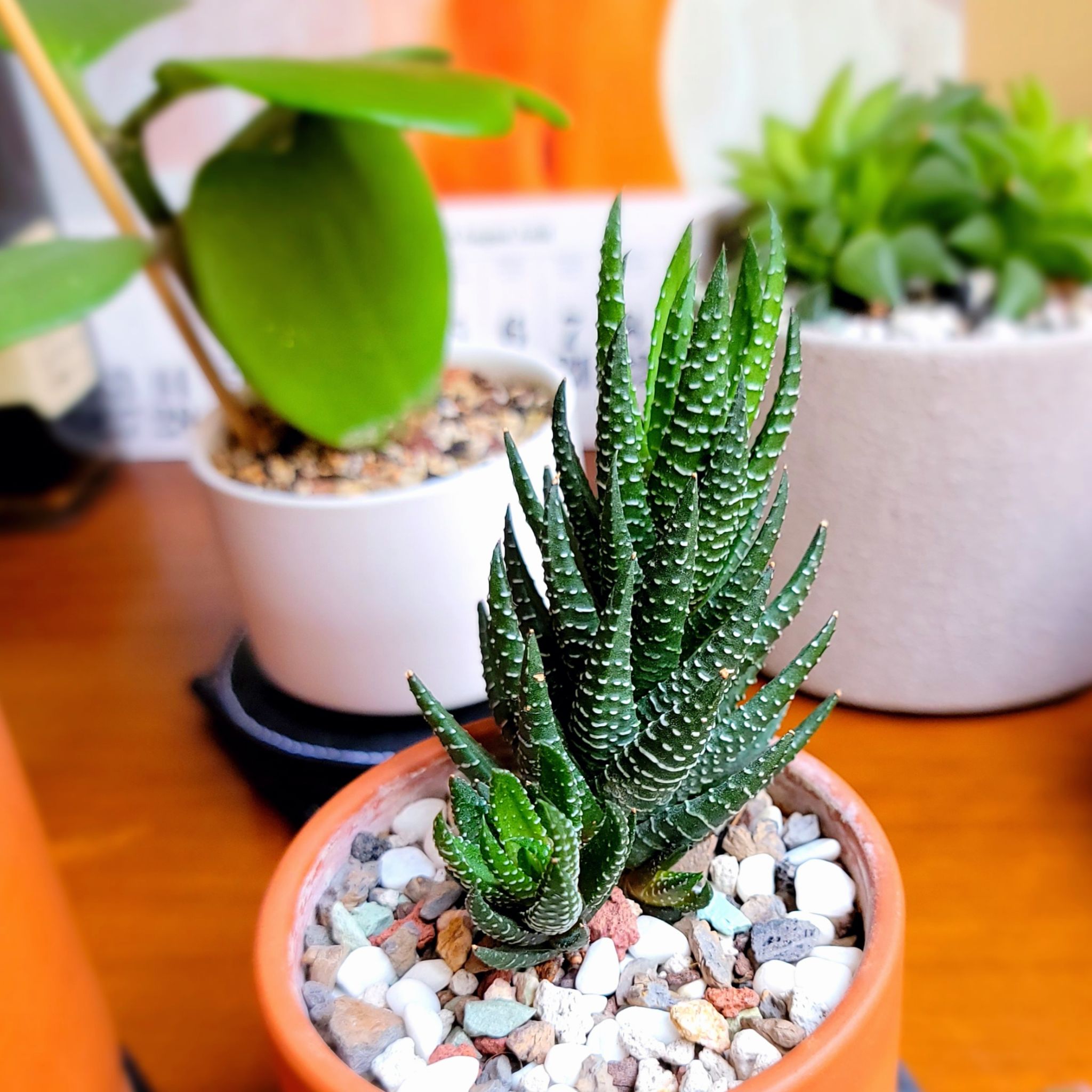 Zebra Wart plant in a pot with decorative stones, surrounded by other potted plants.