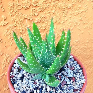 Aloe 'Crosby's Prolific' plant in Los Angeles, California