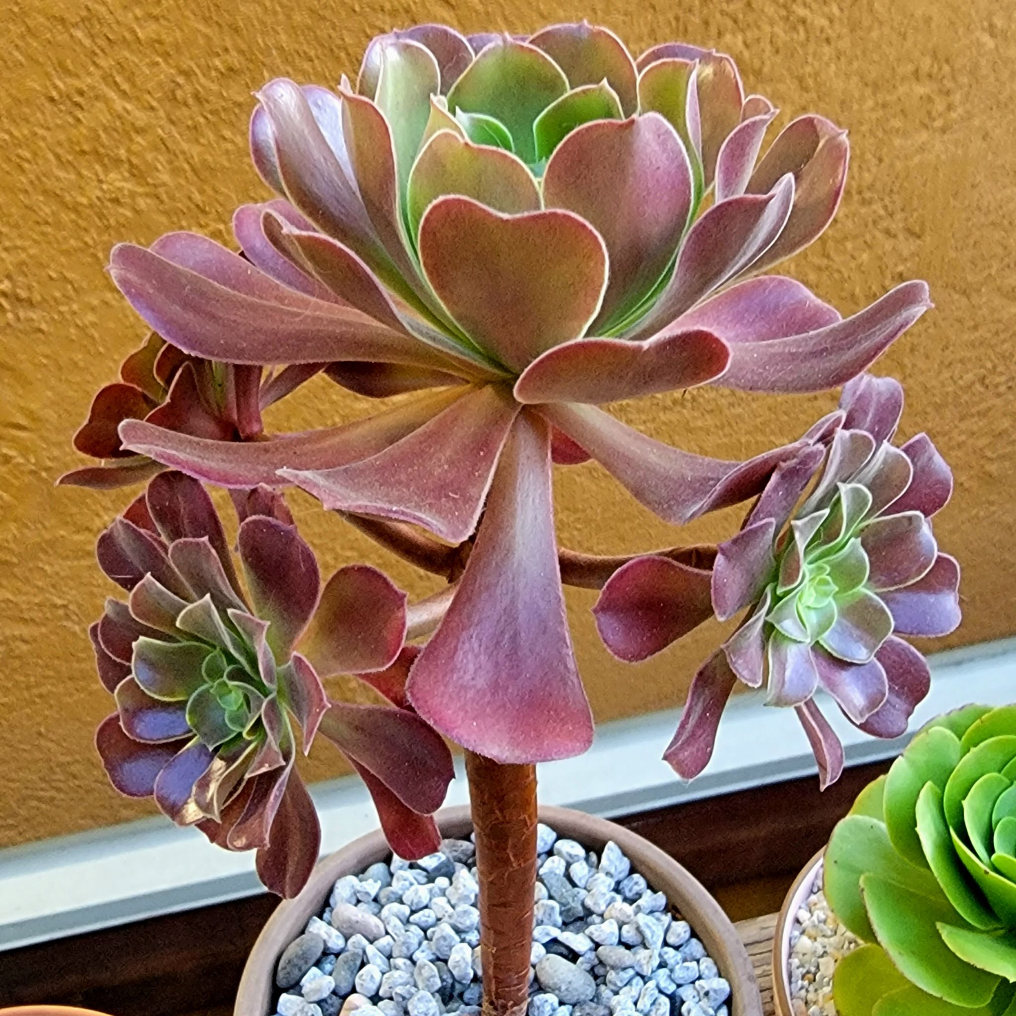 Photo of the plant species Velour Tree Aeonium by @roxyvivien named Carmine on Greg, the plant care app