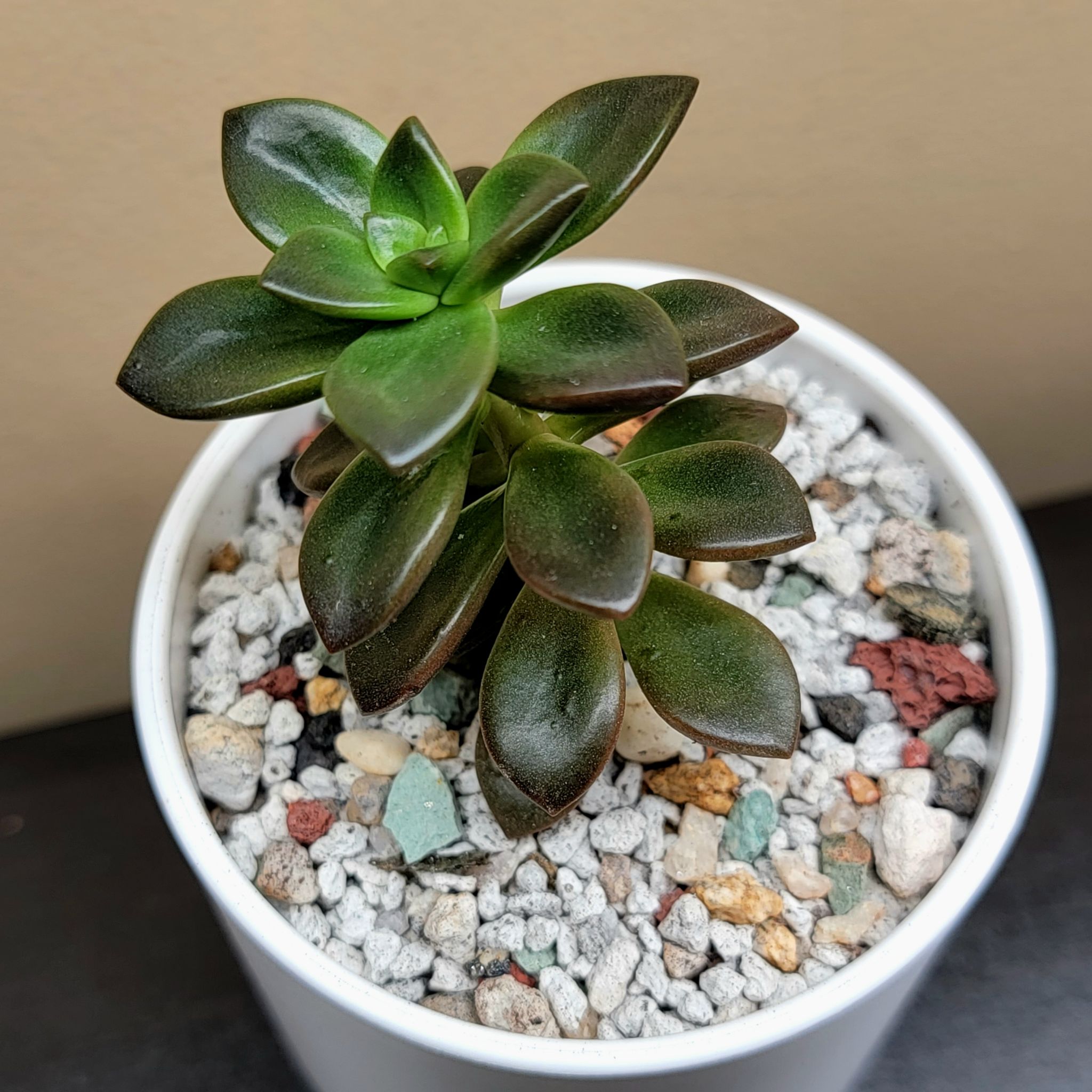 Sedeveria 'Sorrento™' succulent in a white pot with rocky soil, appearing healthy.