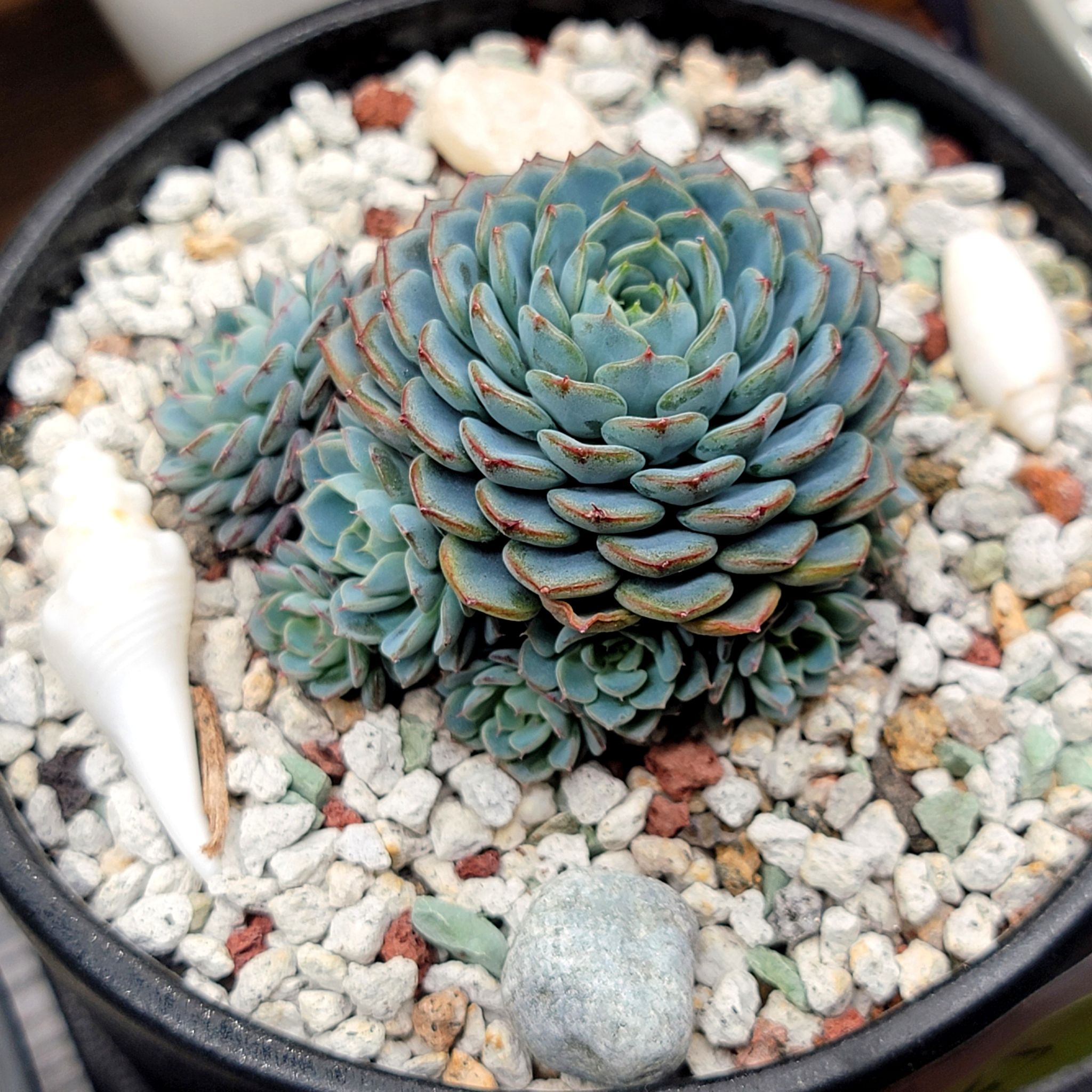 Miniature Echeveria plant in a pot with rocky soil, appearing healthy.
