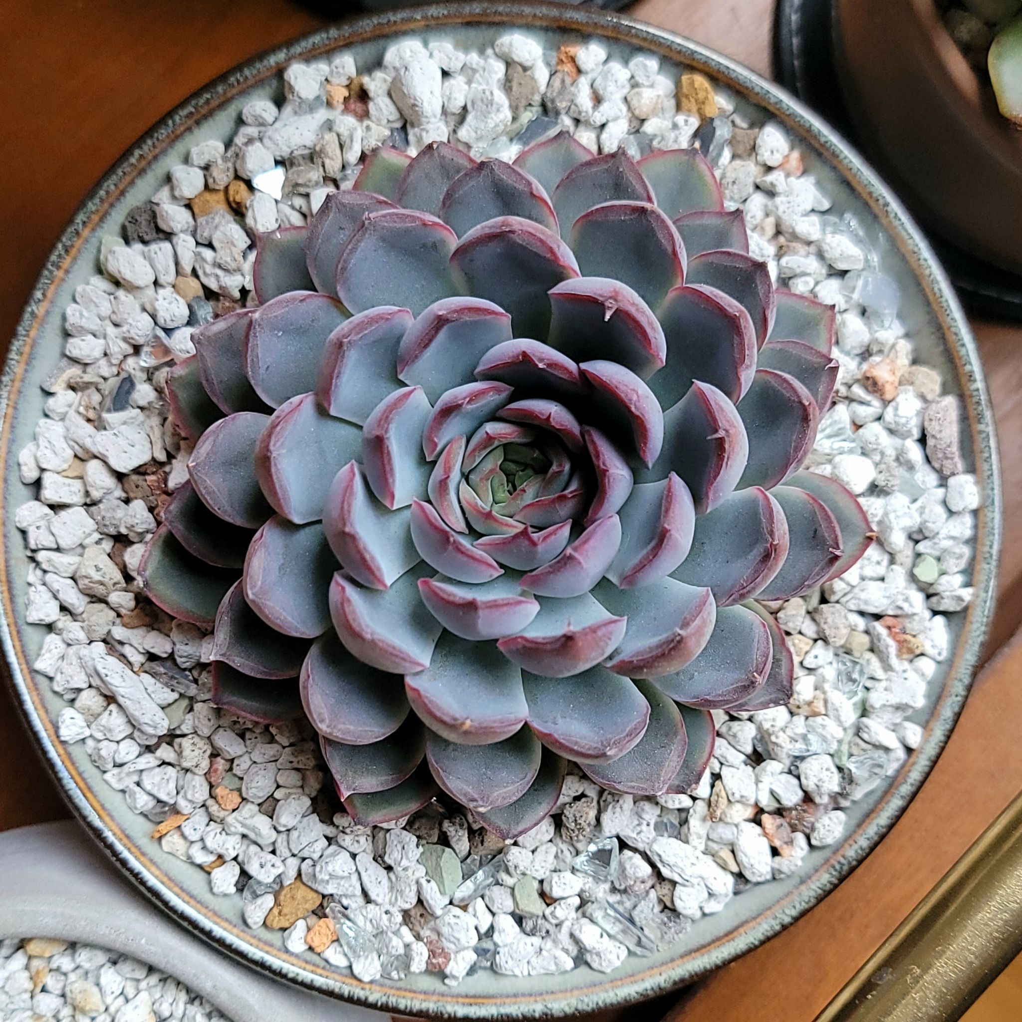 Echeveria 'Orion' succulent in a pot with gravel, well-centered and healthy.