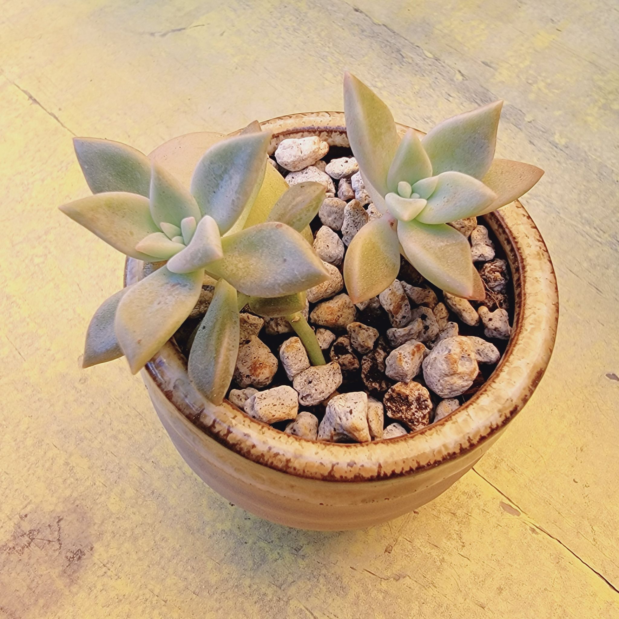 Photo of the plant species Ghost Plant by @roxyvivien named Vespa on Greg, the plant care app