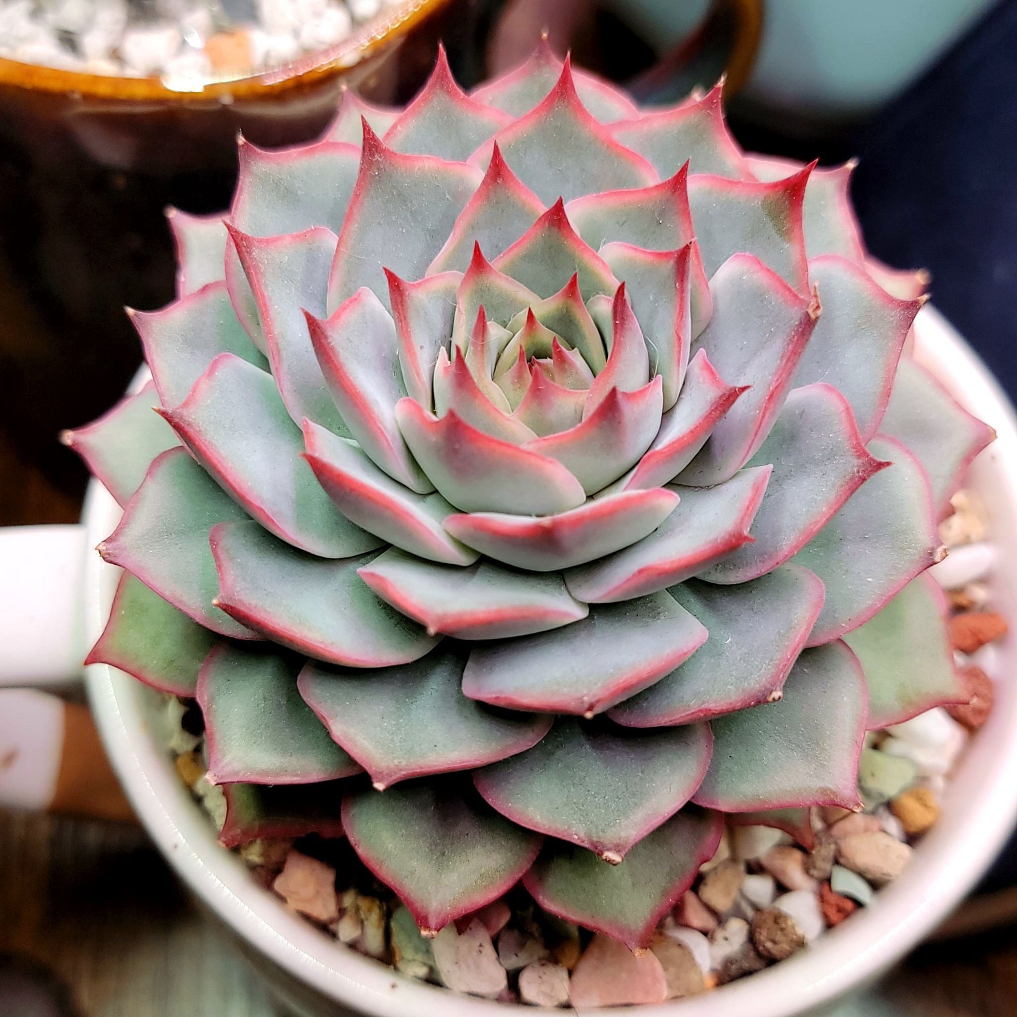 Photo of the plant species Echeveria 'Pink Tips' by @roxyvivien named Molly on Greg, the plant care app