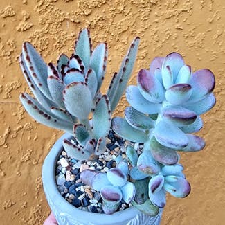 Cotyledon 'Happy Young Lady' plant in Los Angeles, California