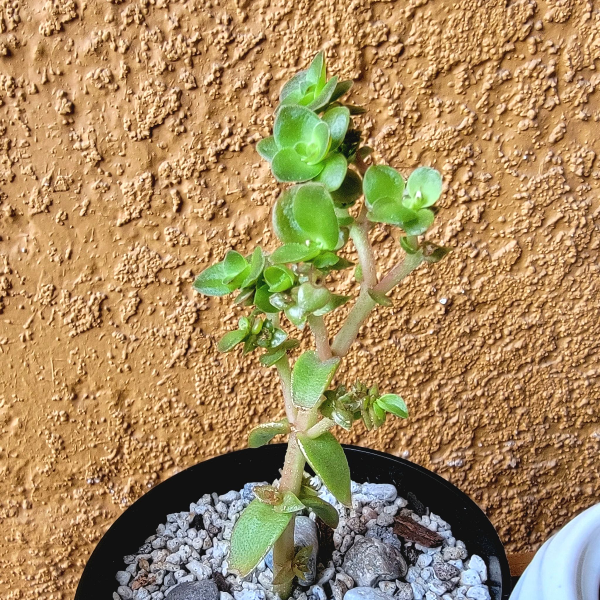 Winona Bloomstalk ✂️🌿😮 🤞🏼