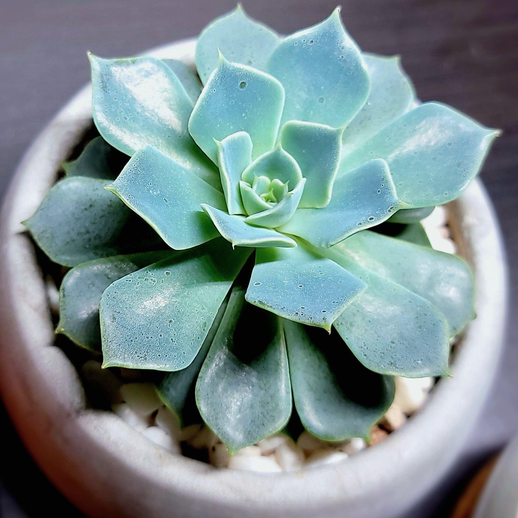 Photo of the plant species Blue Echeveria by @roxyvivien named Daphne [fa Secunda] & 3⃣ 🍋 SOB on Greg, the plant care app