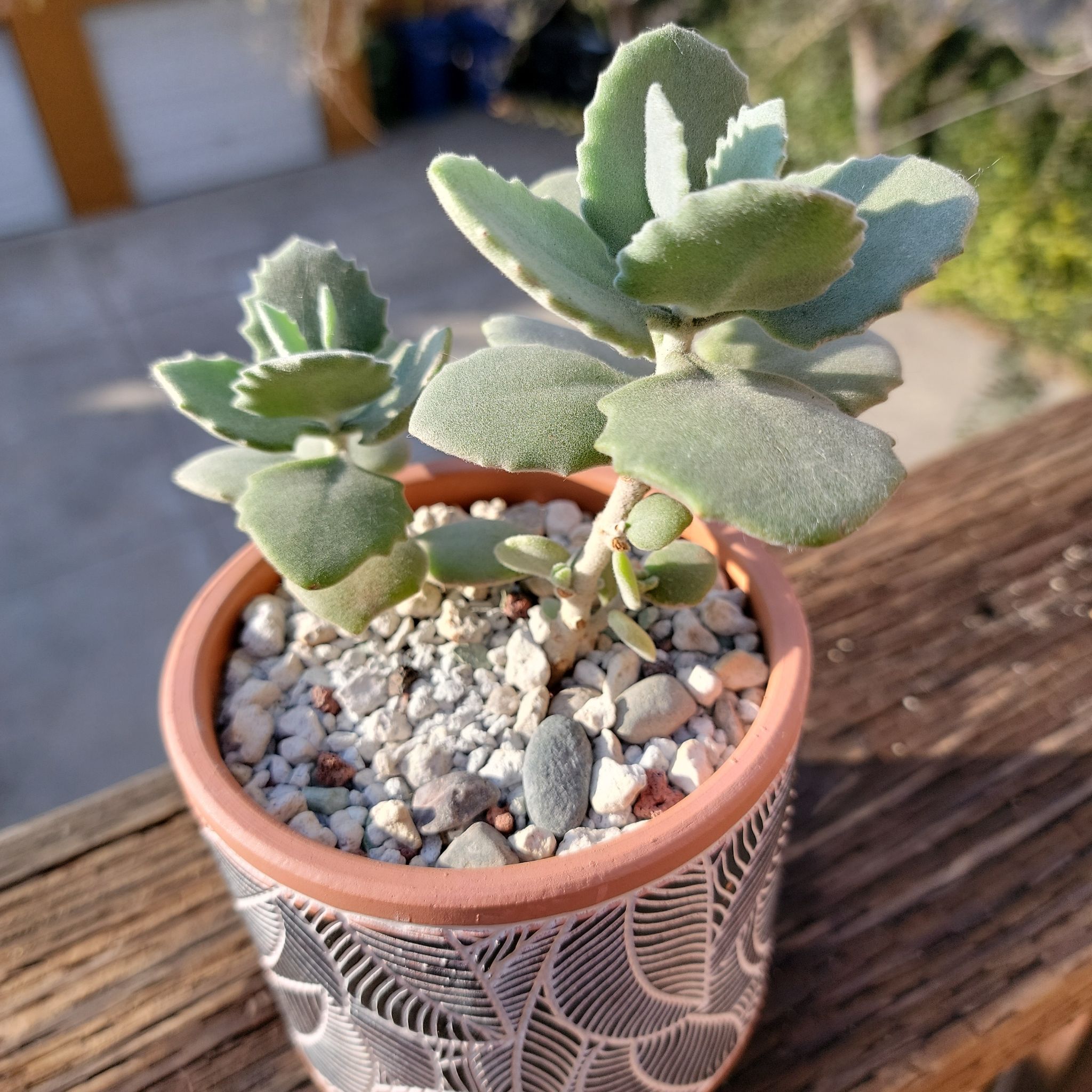 Photo of the plant species Millot Kalanchoe by @roxyvivien named Motley on Greg, the plant care app