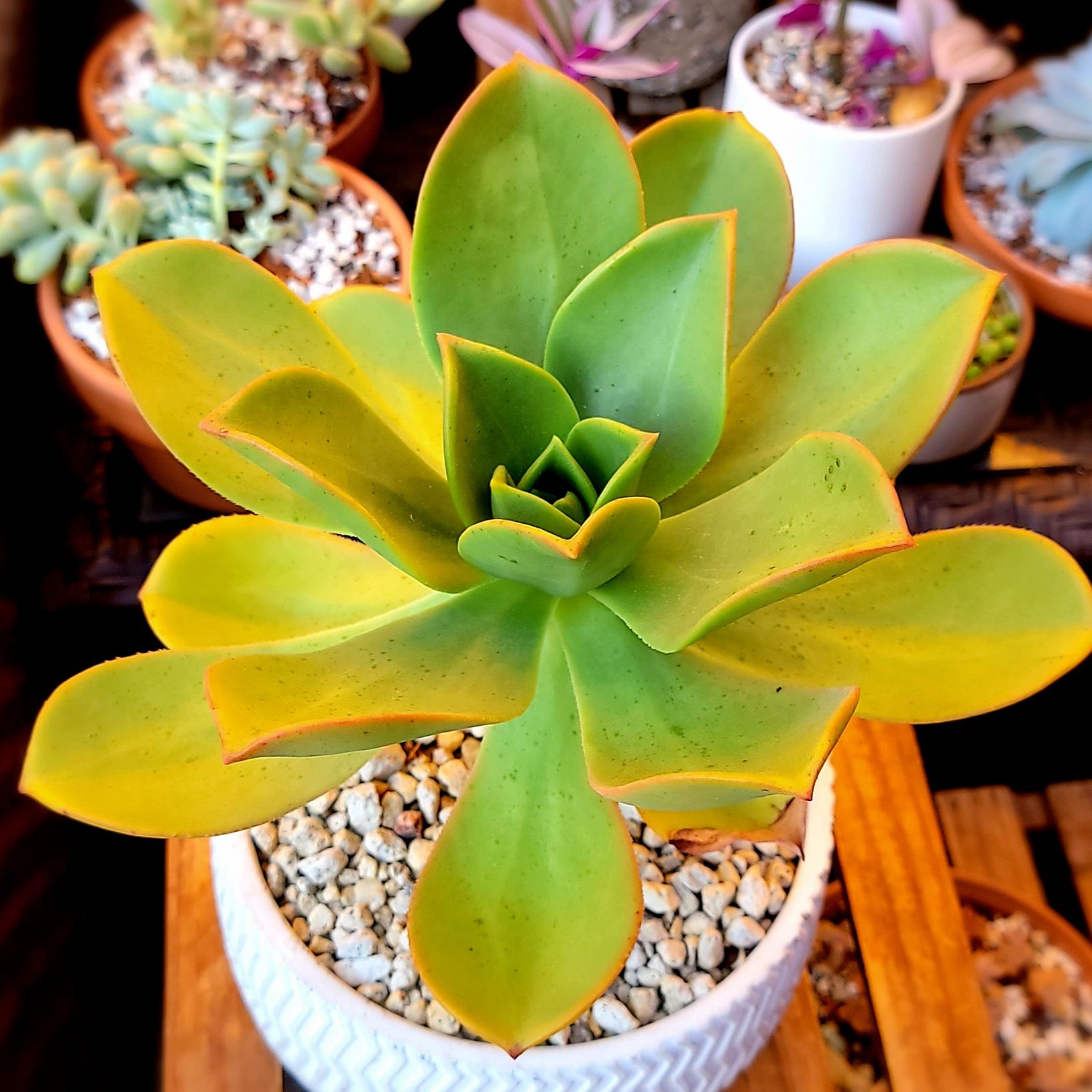 Photo of the plant species Aeonium Nobile by @roxyvivien named Noelle on Greg, the plant care app