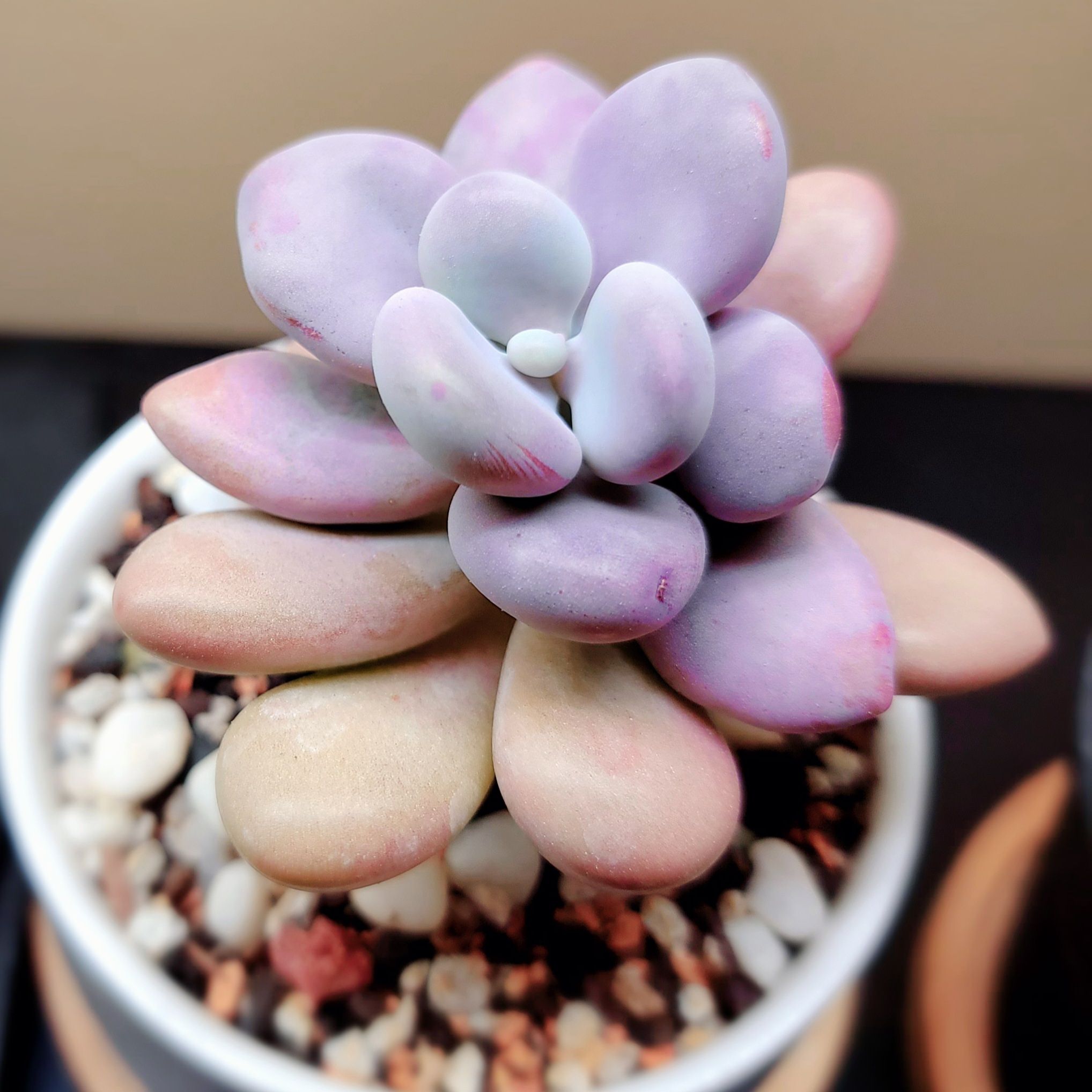 Lavender Pebbles succulent plant with plump, rounded leaves in a pot with visible soil and pebbles.