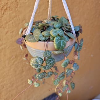 String of Hearts plant in Los Angeles, California