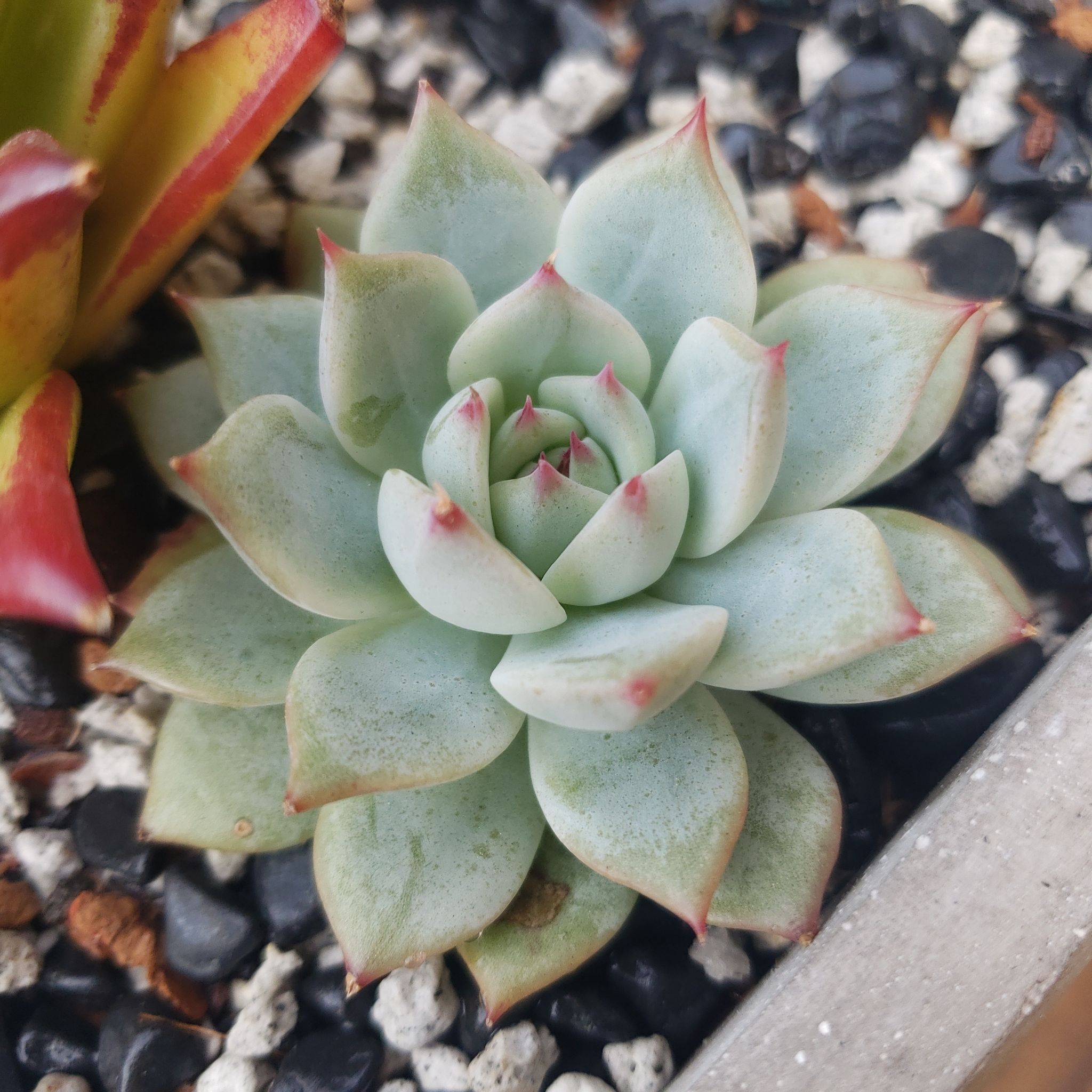 Echeveria 'Tippy' uploaded to the Greg plant app by @roxyvivien