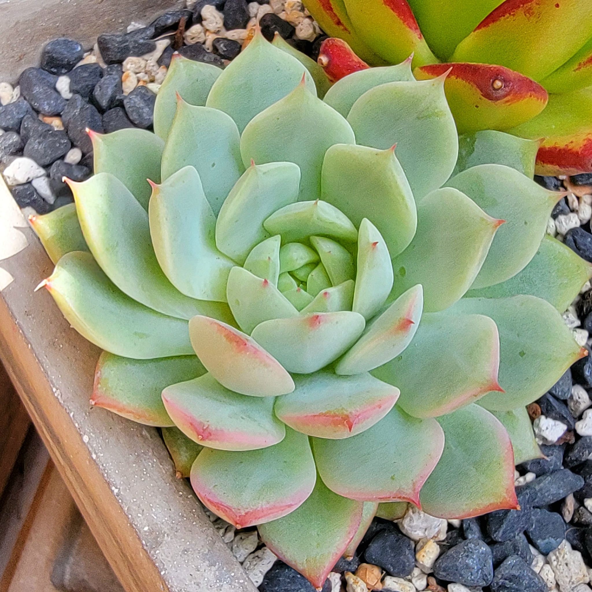 Healthy Echeveria 'Tippy' succulent with red-tipped leaves in well-draining soil.