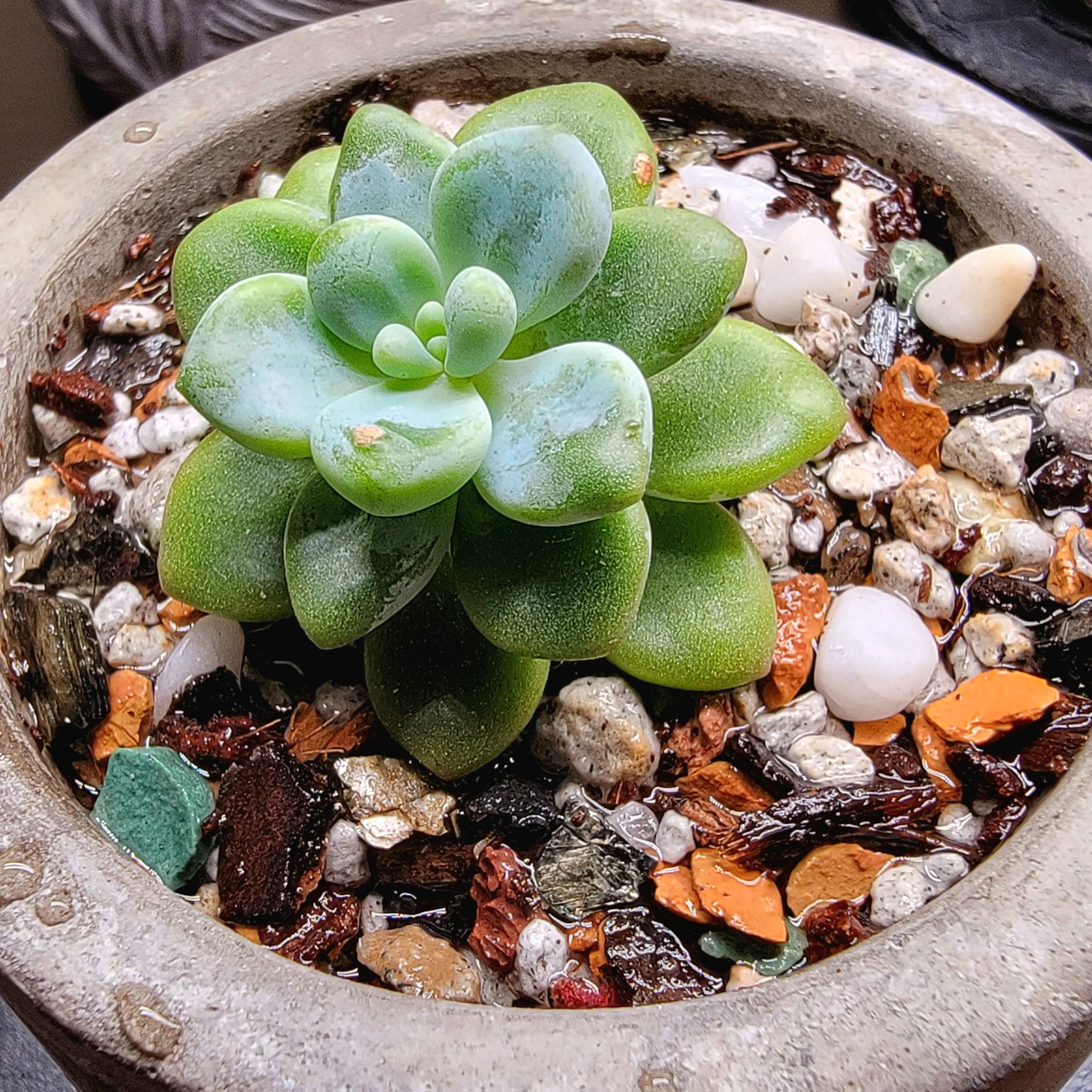 Sedum clavatum succulent in a pot with colorful stones, appears healthy.