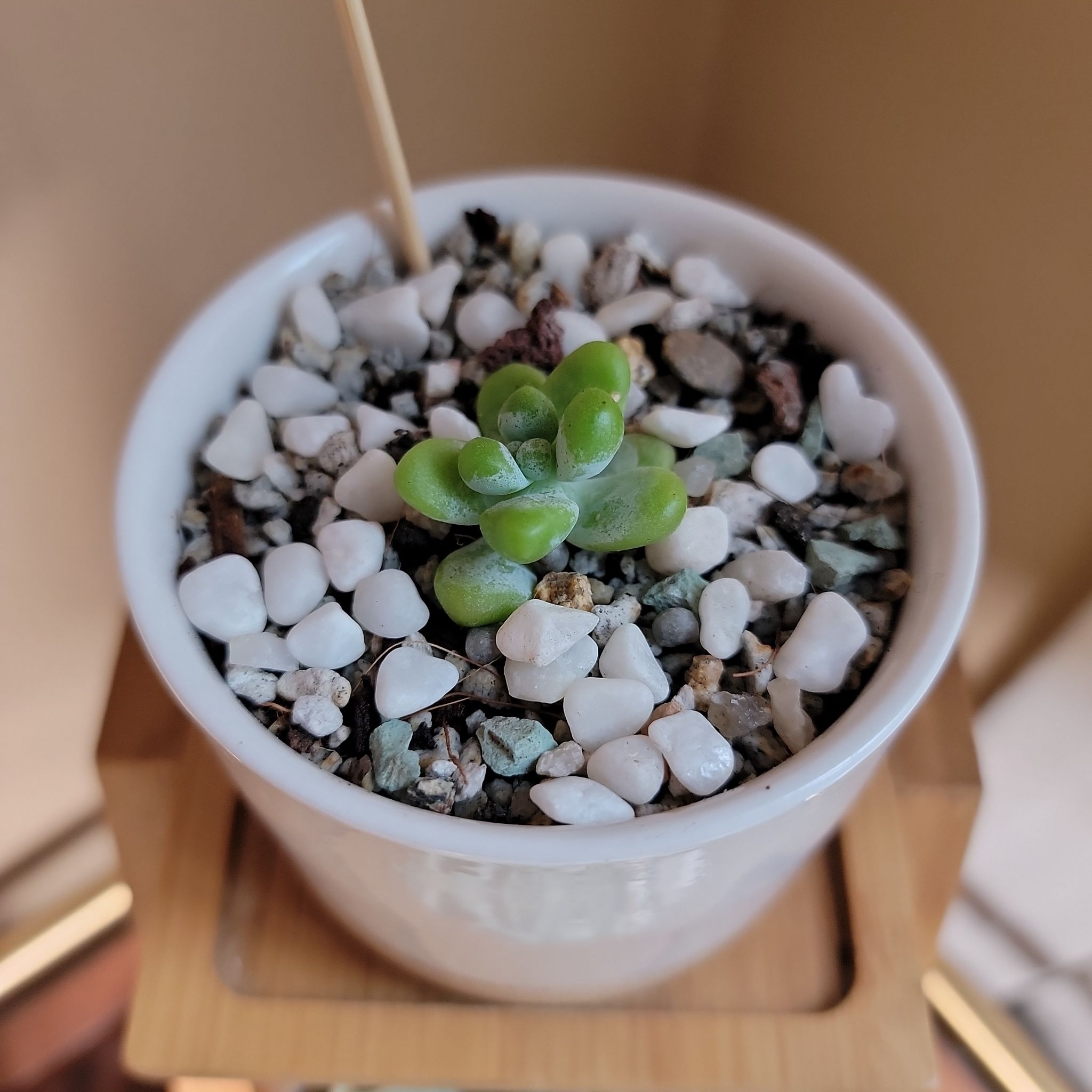 Sedum treleasei succulent in a white pot with gravel top layer, healthy green leaves.