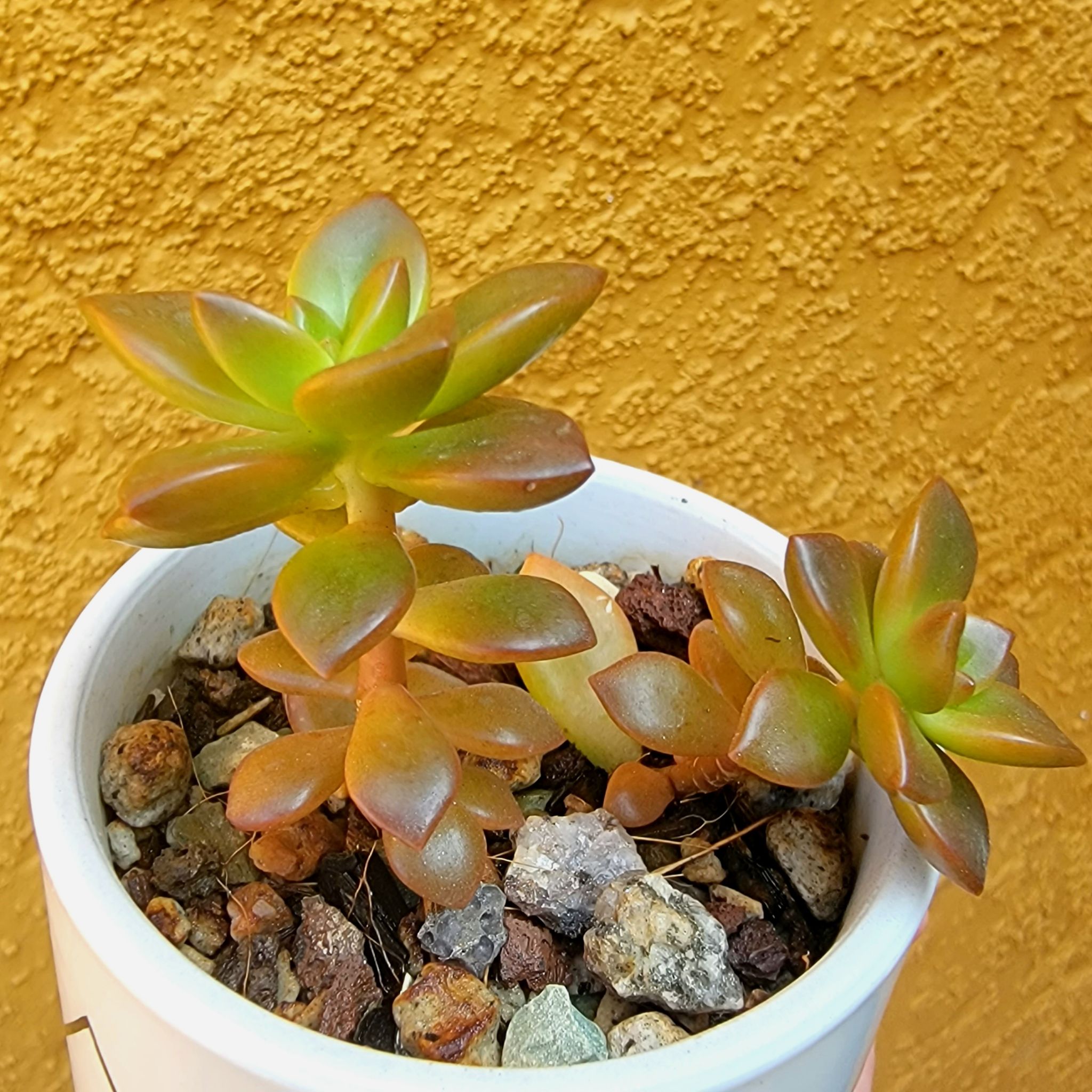 Sedeveria 'Sorrento™' plant in a white pot with visible soil and vibrant leaves.