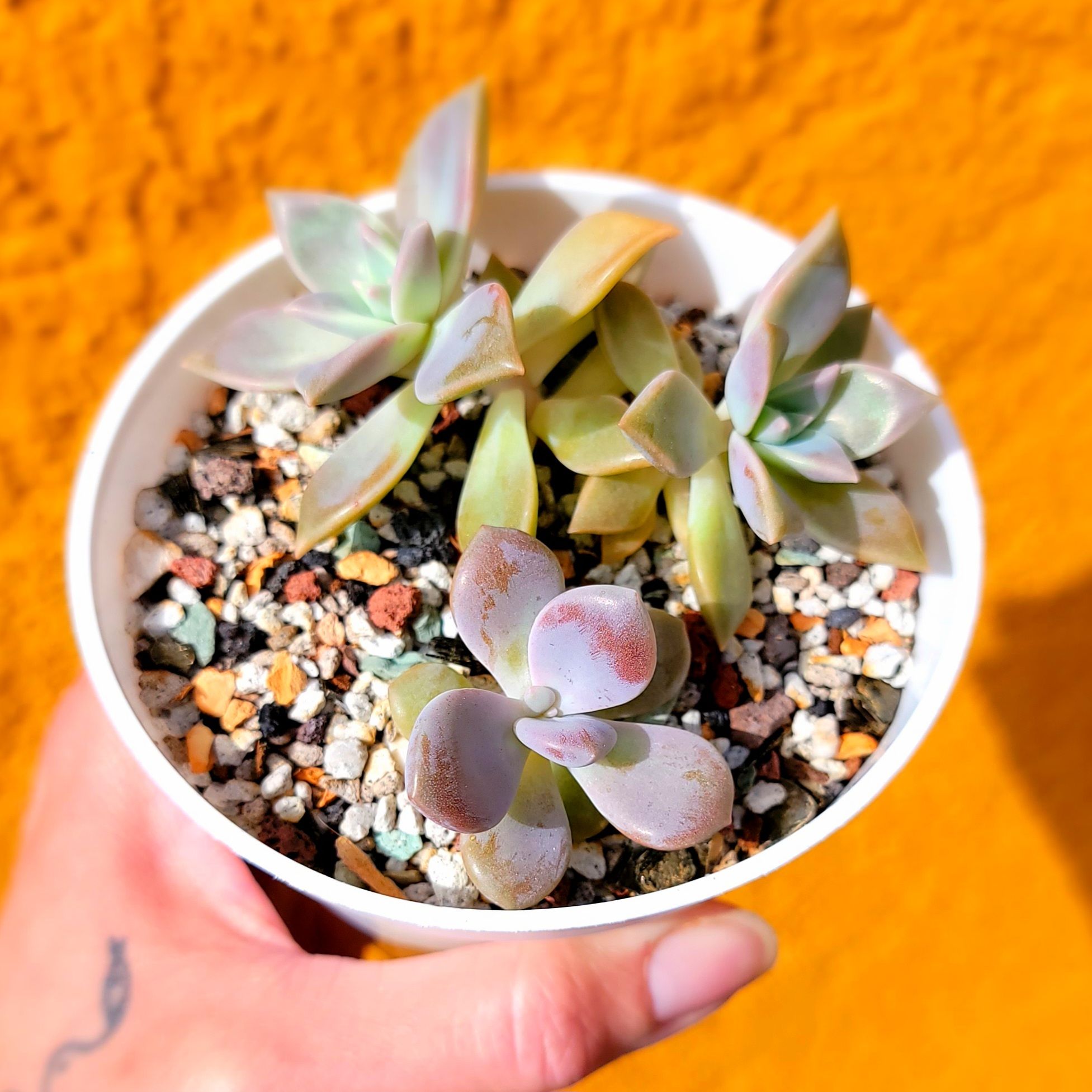 Potted Graptopetalum 'Murasaki' succulent with visible soil, held by a hand.