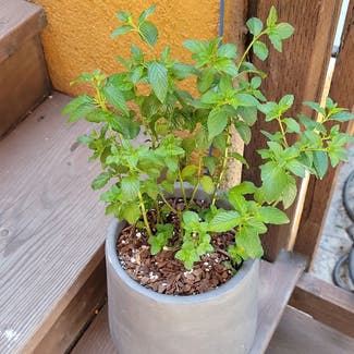 Apple Mint plant in Los Angeles, California