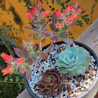 Ruby Slippers Echeveria plant in Los Angeles, California