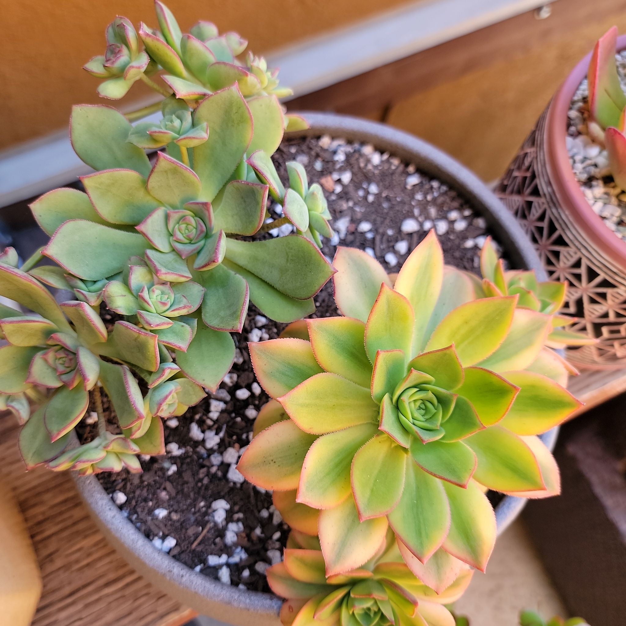 Photo of the plant species Aeonium 'Starburst' by @roxyvivien named Star & Hayworth on Greg, the plant care app