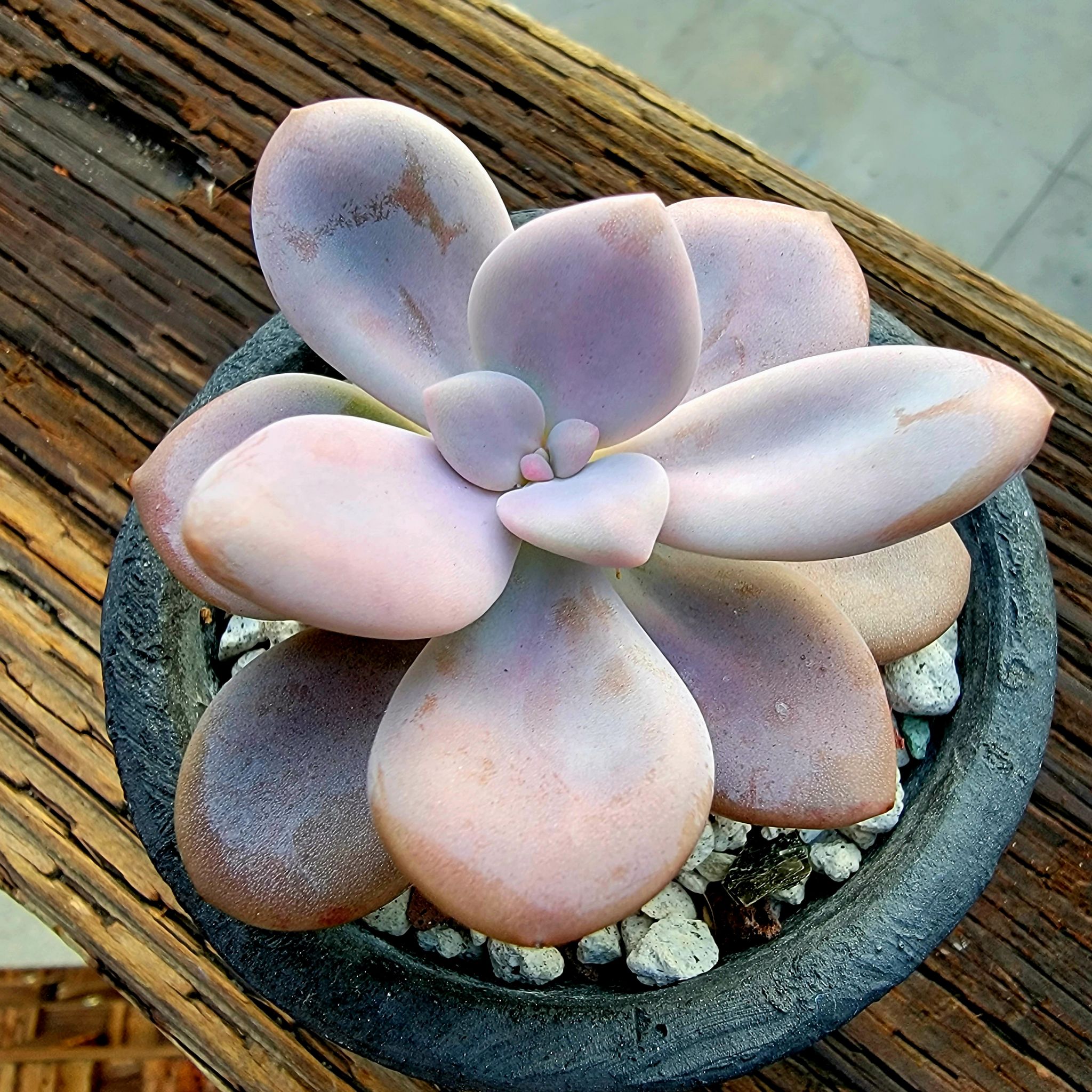 Graptopetalum 'Murasaki' succulent in a pot, healthy with plump leaves.