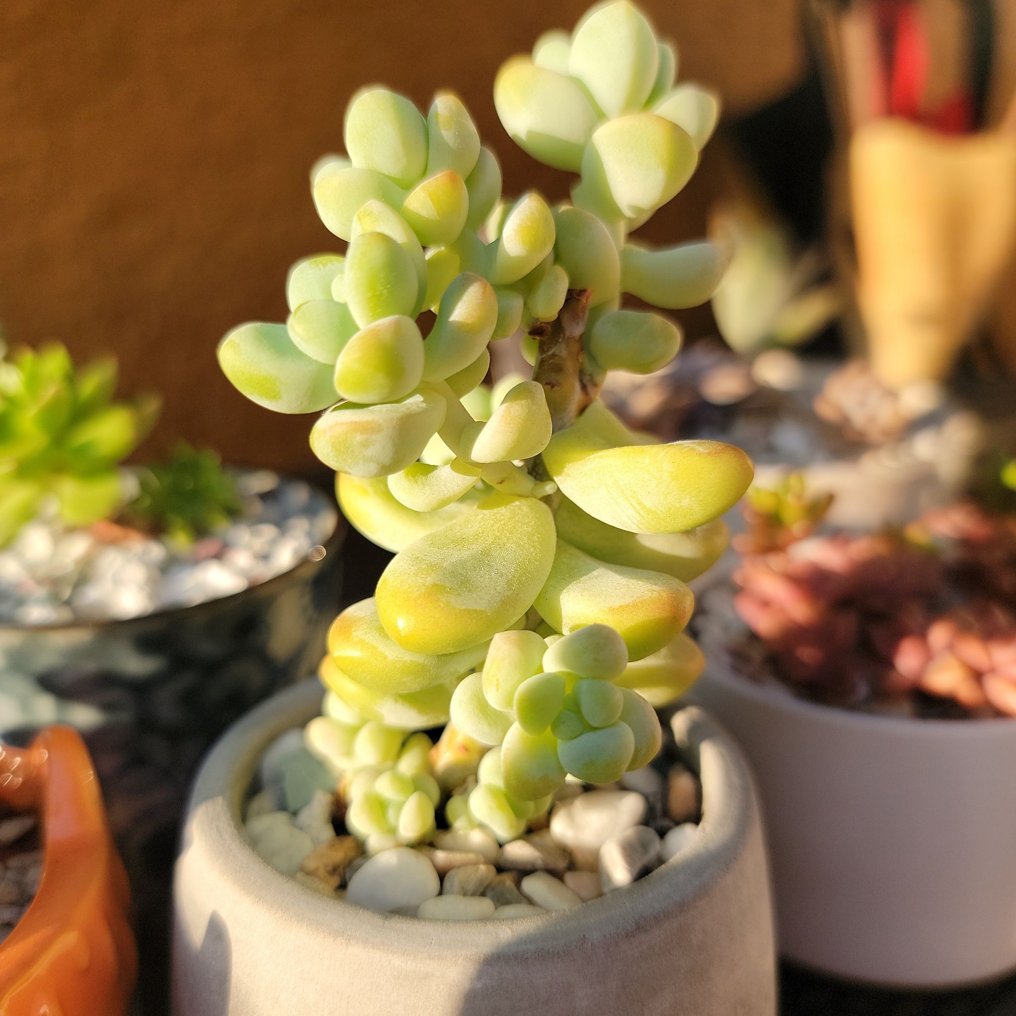 Healthy Sedum treleasei succulent in a pot with other plants in the background.