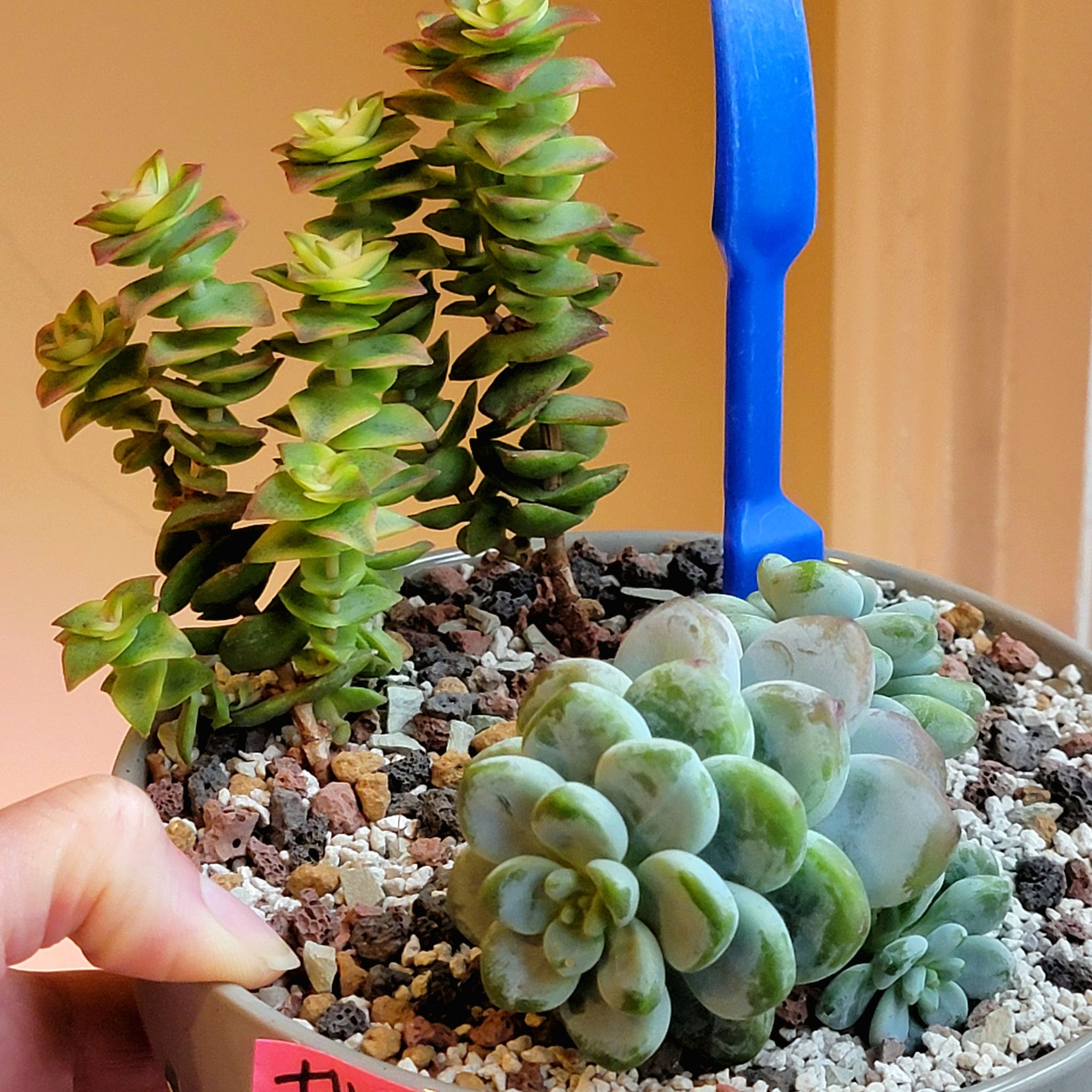 Potted Sedum clavatum with another succulent, visible soil, and a hand holding the pot.