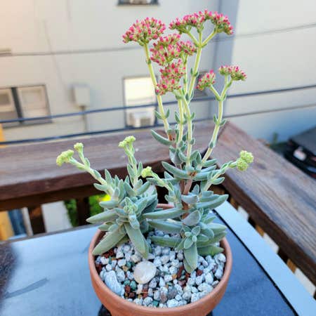 Photo of the plant species Crassula 'Surprise Party' by @roxyvivien named Rainier on Greg, the plant care app