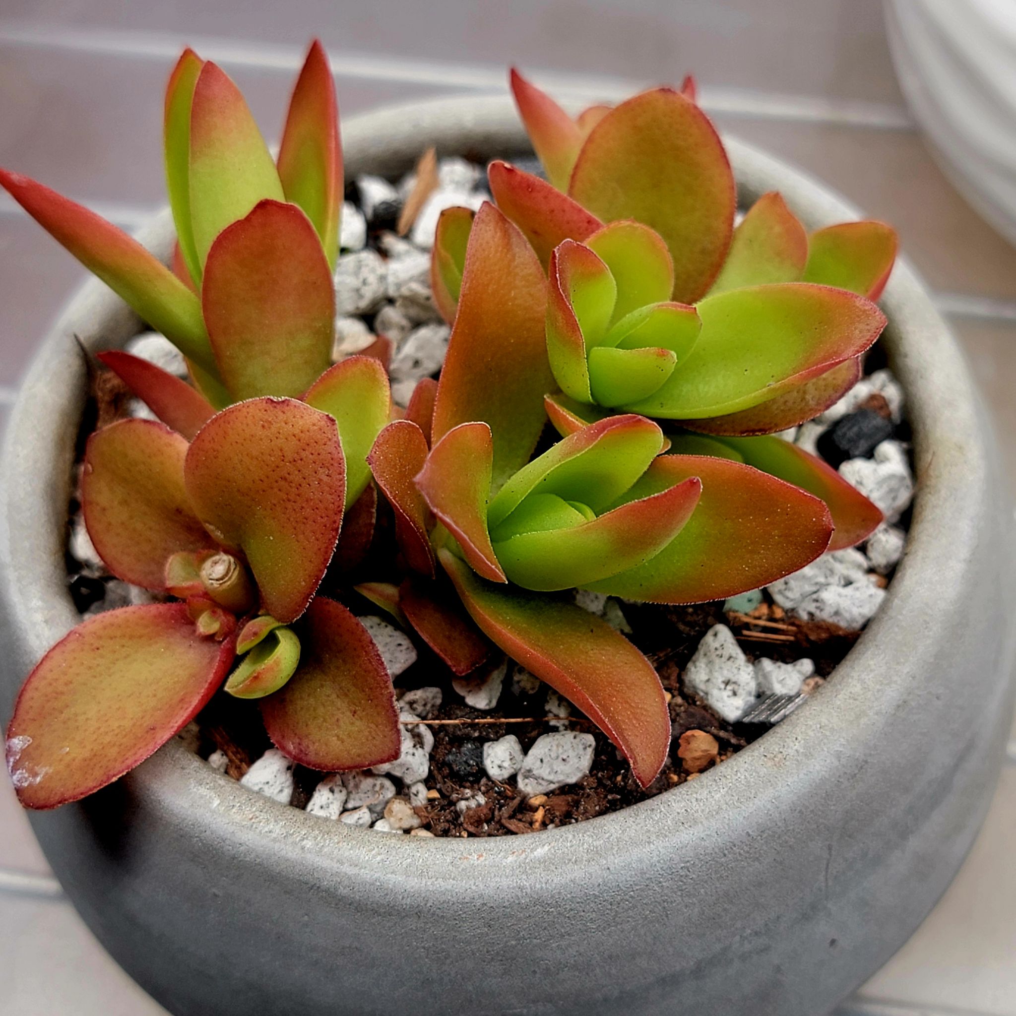 Crassula capitella 'Campfire' plant in a pot with vibrant red and green leaves.