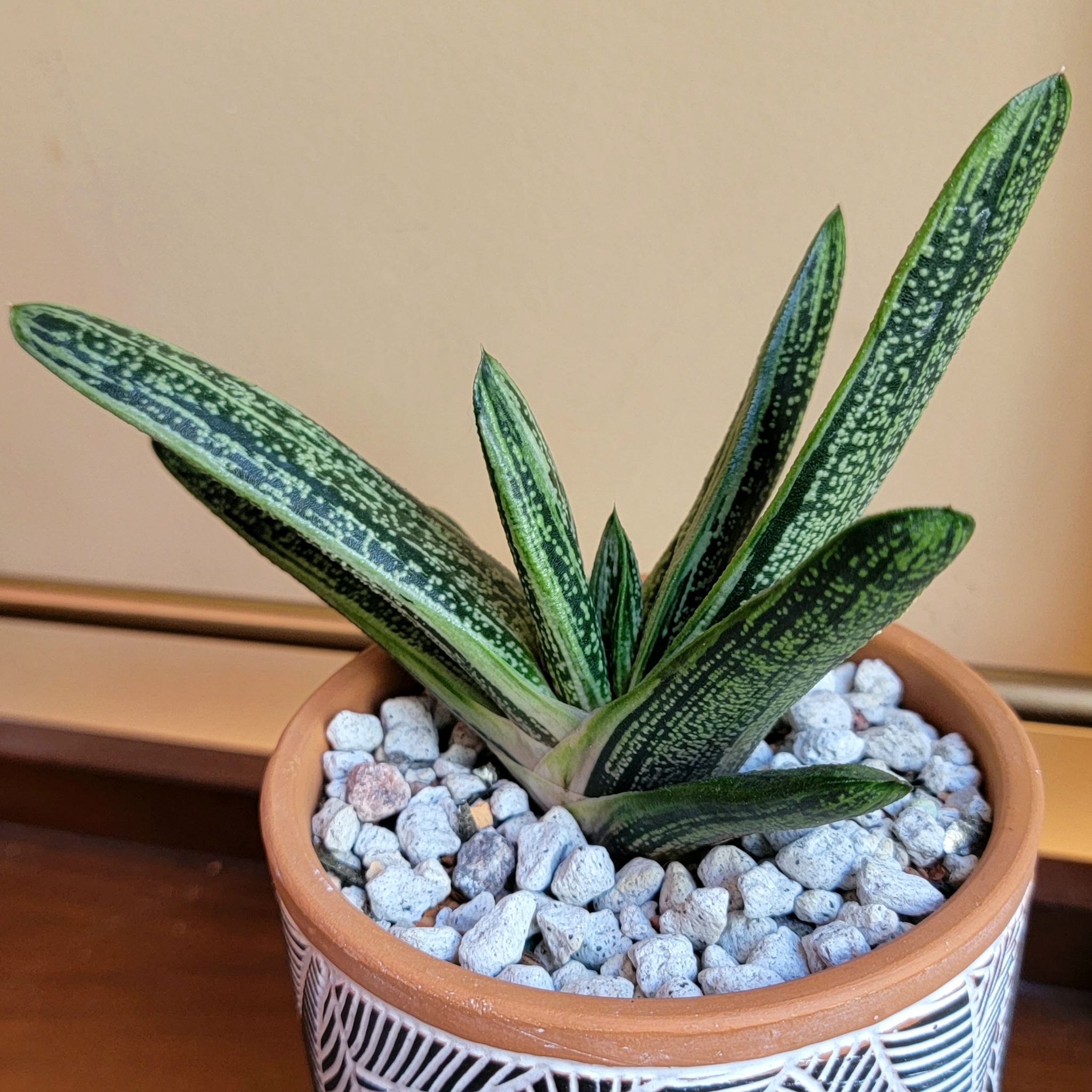 Gasteria 'Little Warty' plant in a decorative pot with white pebbles.