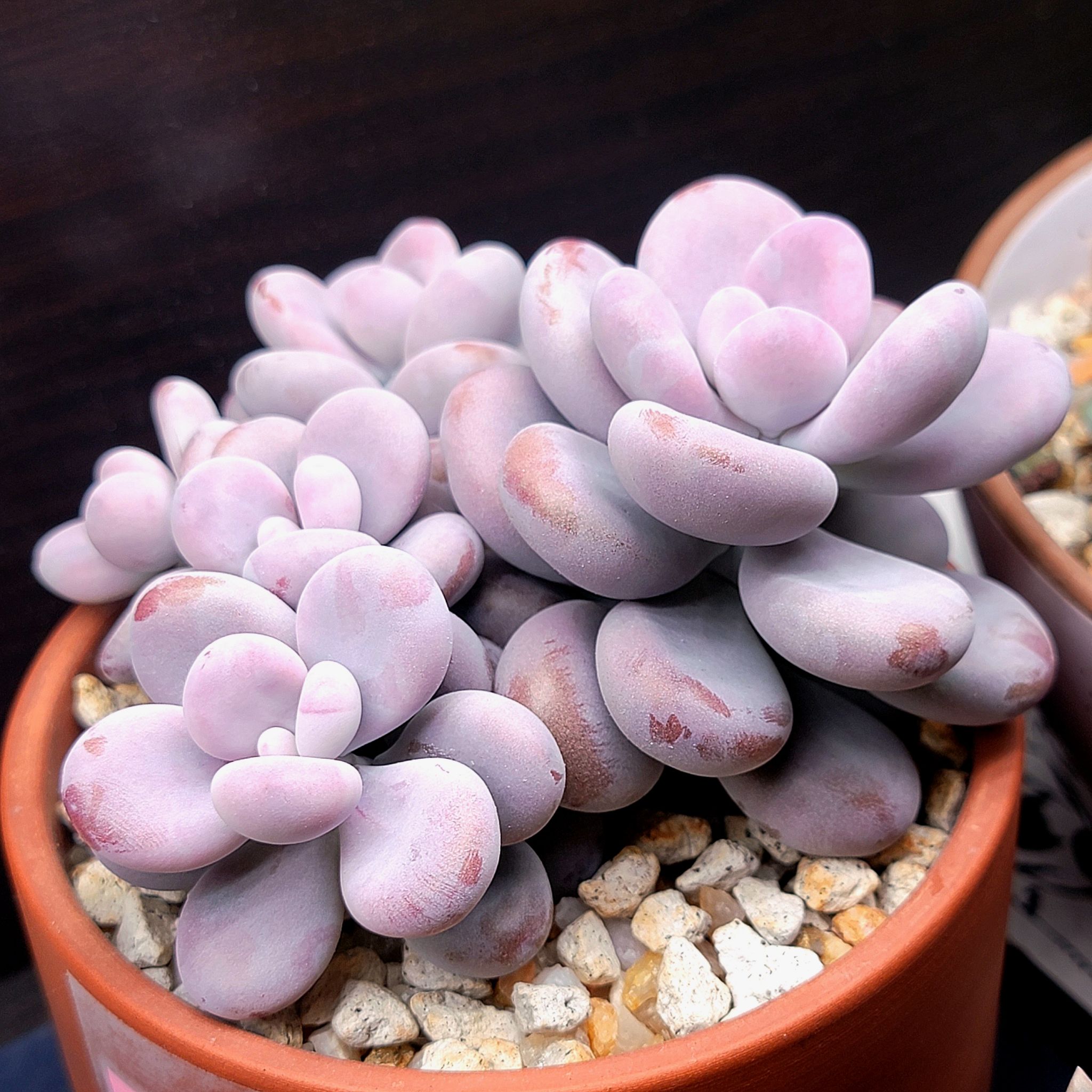 Lavender Pebbles succulent with slight browning on leaves, potted in a container with visible soil and pebbles.