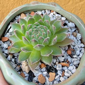 Hen and Chicks Spring Beauty plant in Los Angeles, California