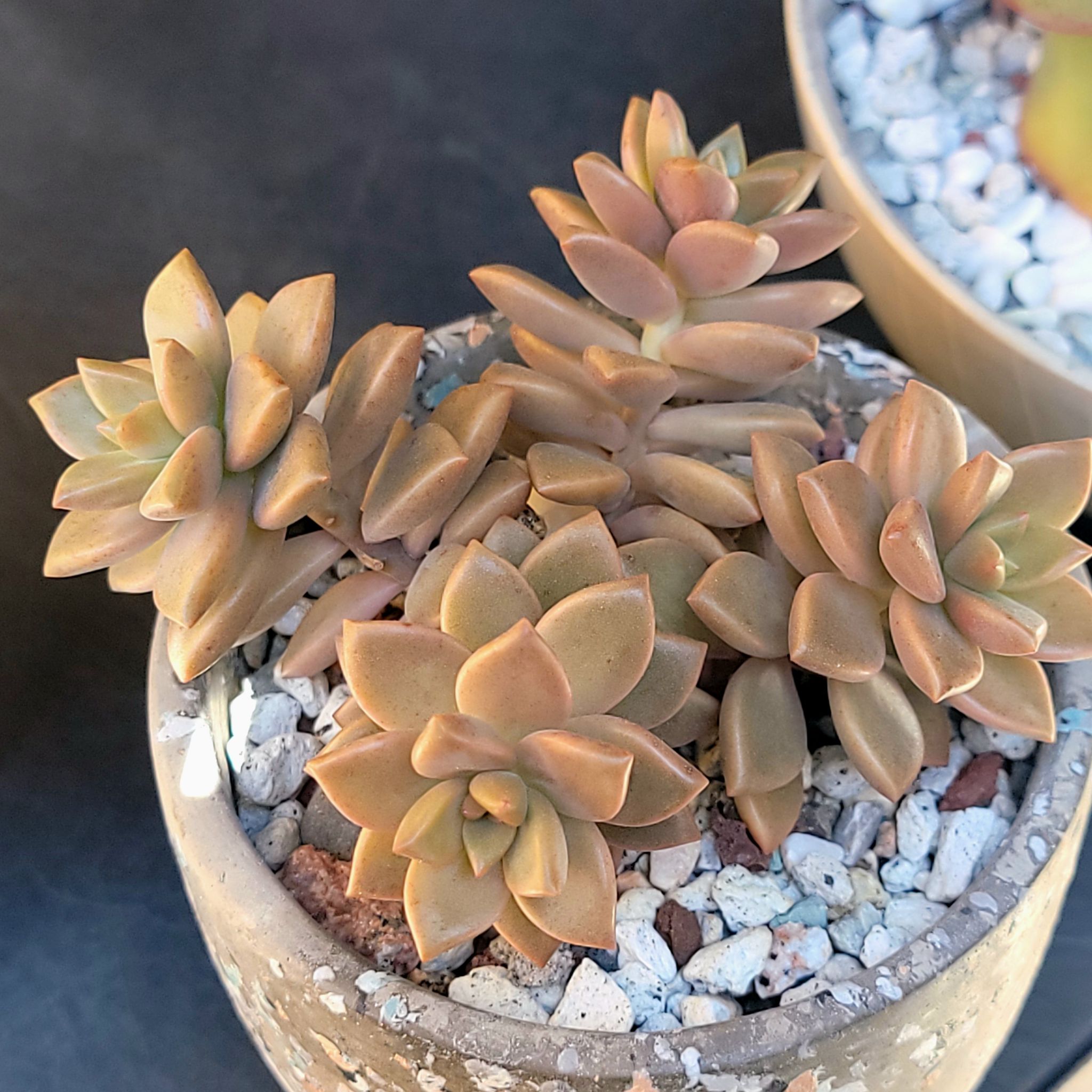 Graptosedum 'Bronze' succulent plant in a pot with rocky soil, appearing healthy.