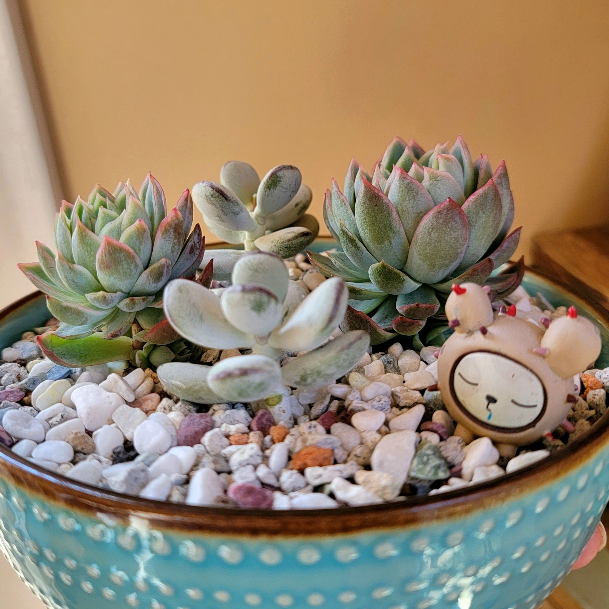 Violet Queen Hens and Chicks succulent in a blue pot with decorative stones.