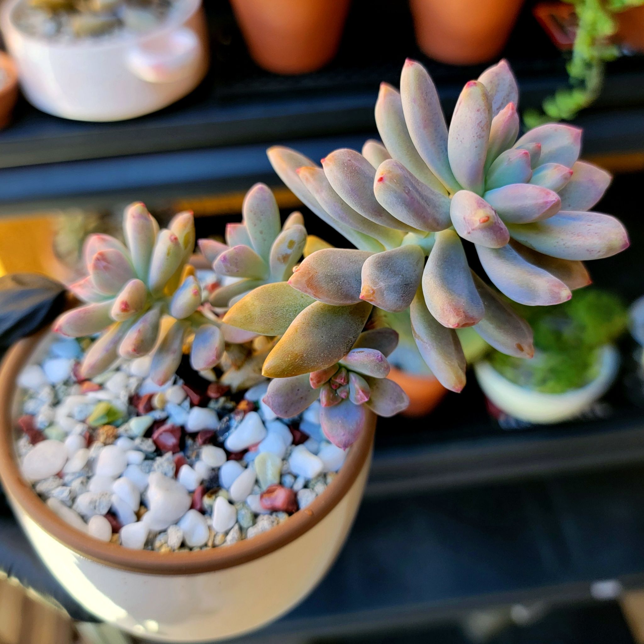 Graptosedum 'Darley Sunshine' succulent in a pot with well-draining soil and pebbles, appearing healthy.