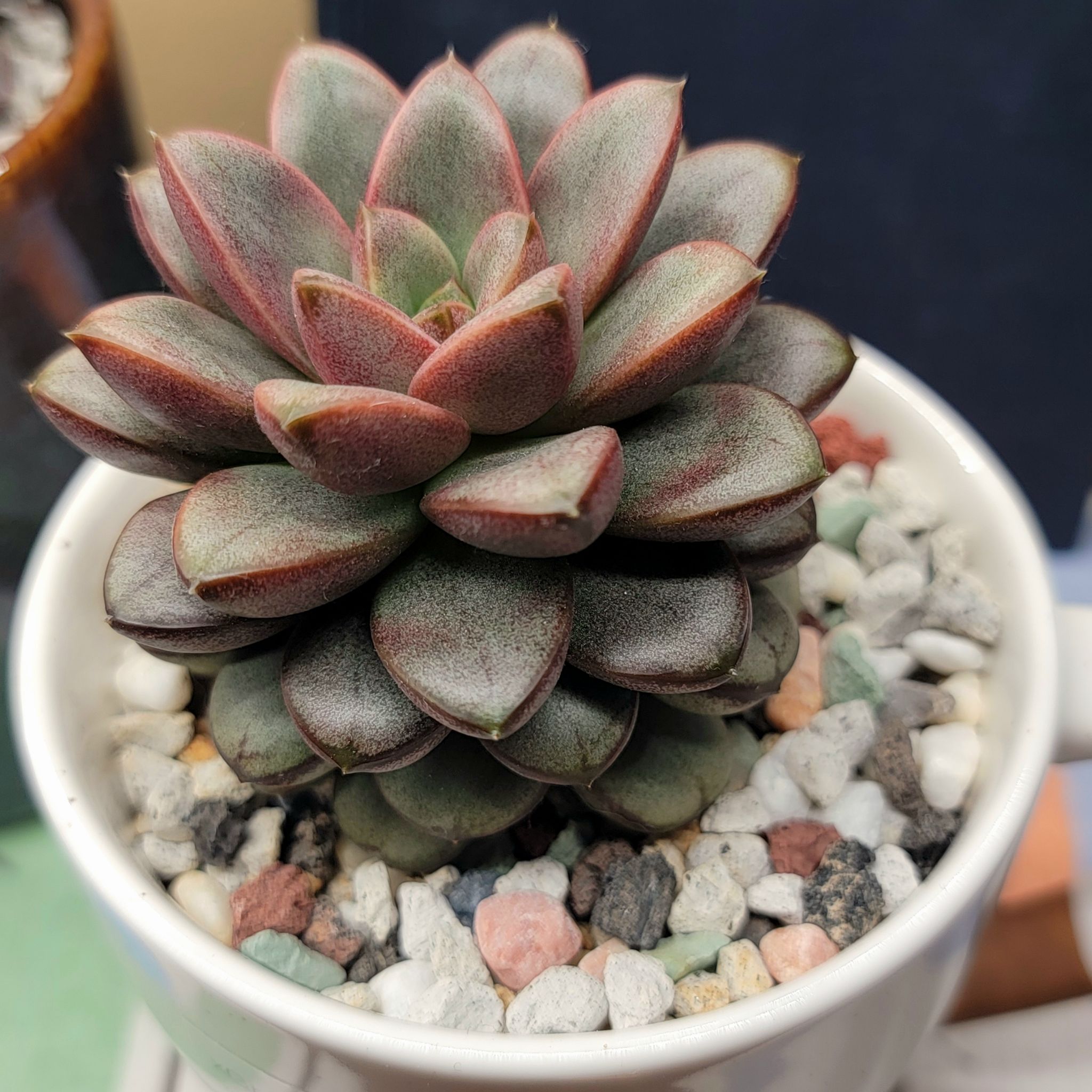 Photo of the plant species Amerthorum Graptoveria by @roxyvivien named Muggs ☕ 🤍 on Greg, the plant care app
