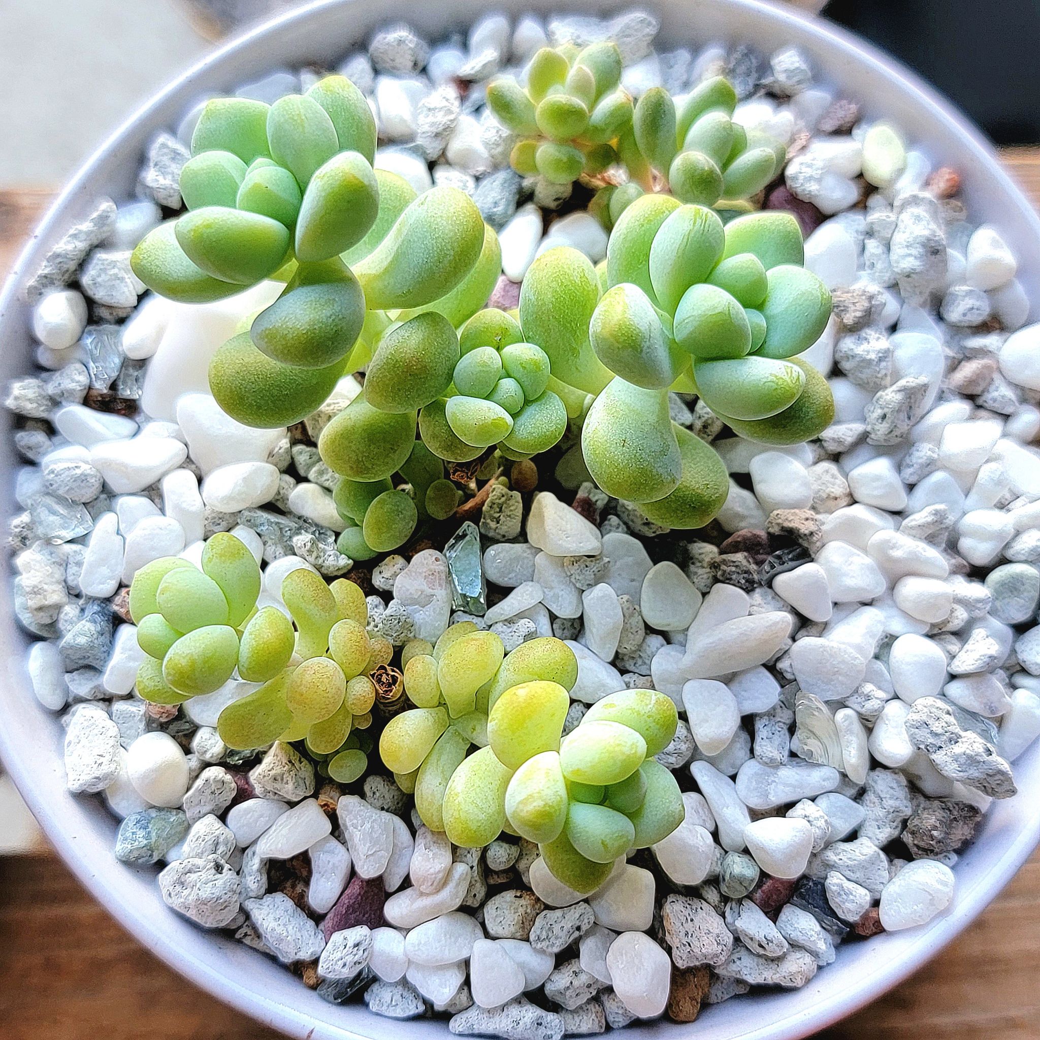Sedum treleasei plant in a pot with white and gray pebbles, showing some yellowing leaves.