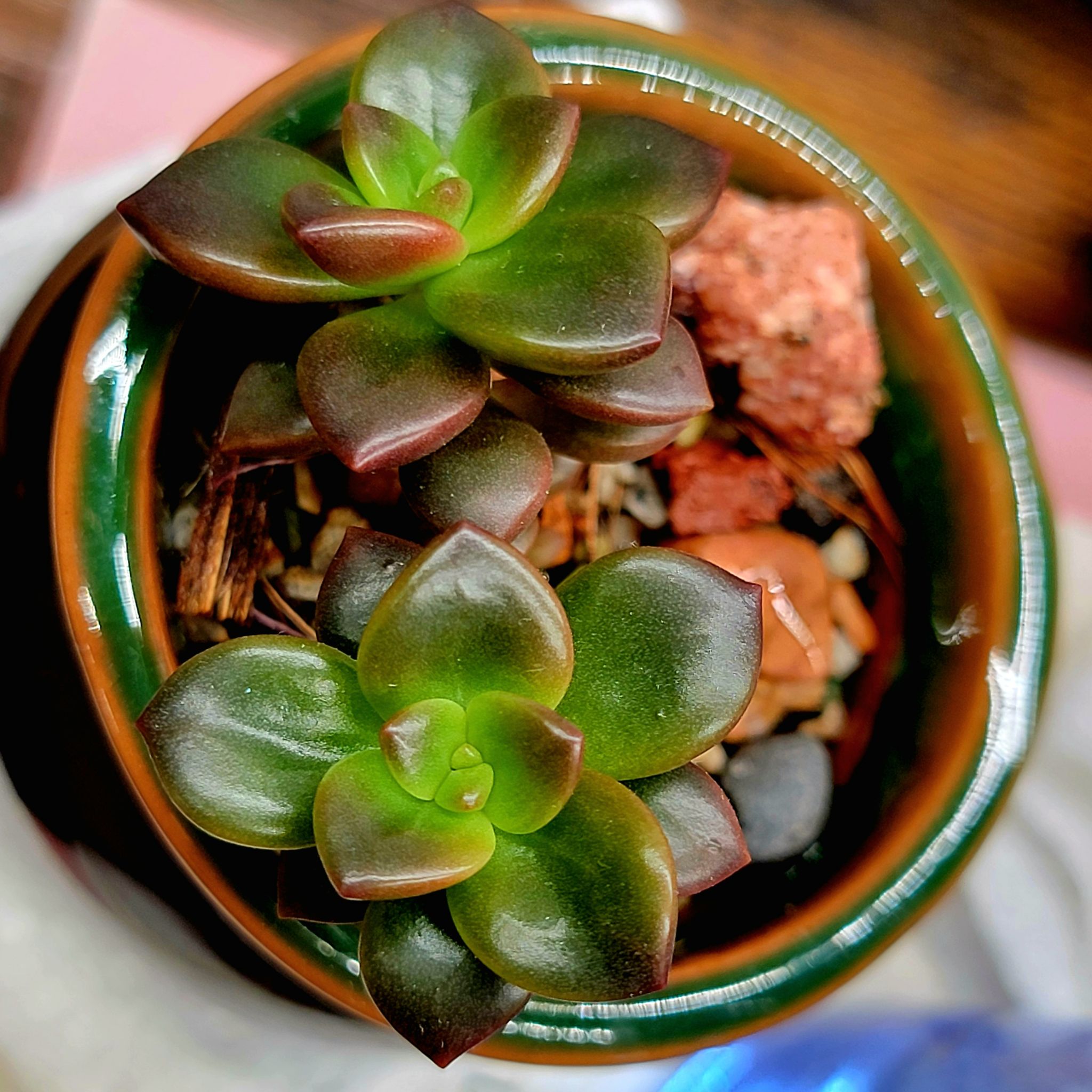 Sedeveria 'Sorrento™' plant in a pot with vibrant green leaves and visible soil.
