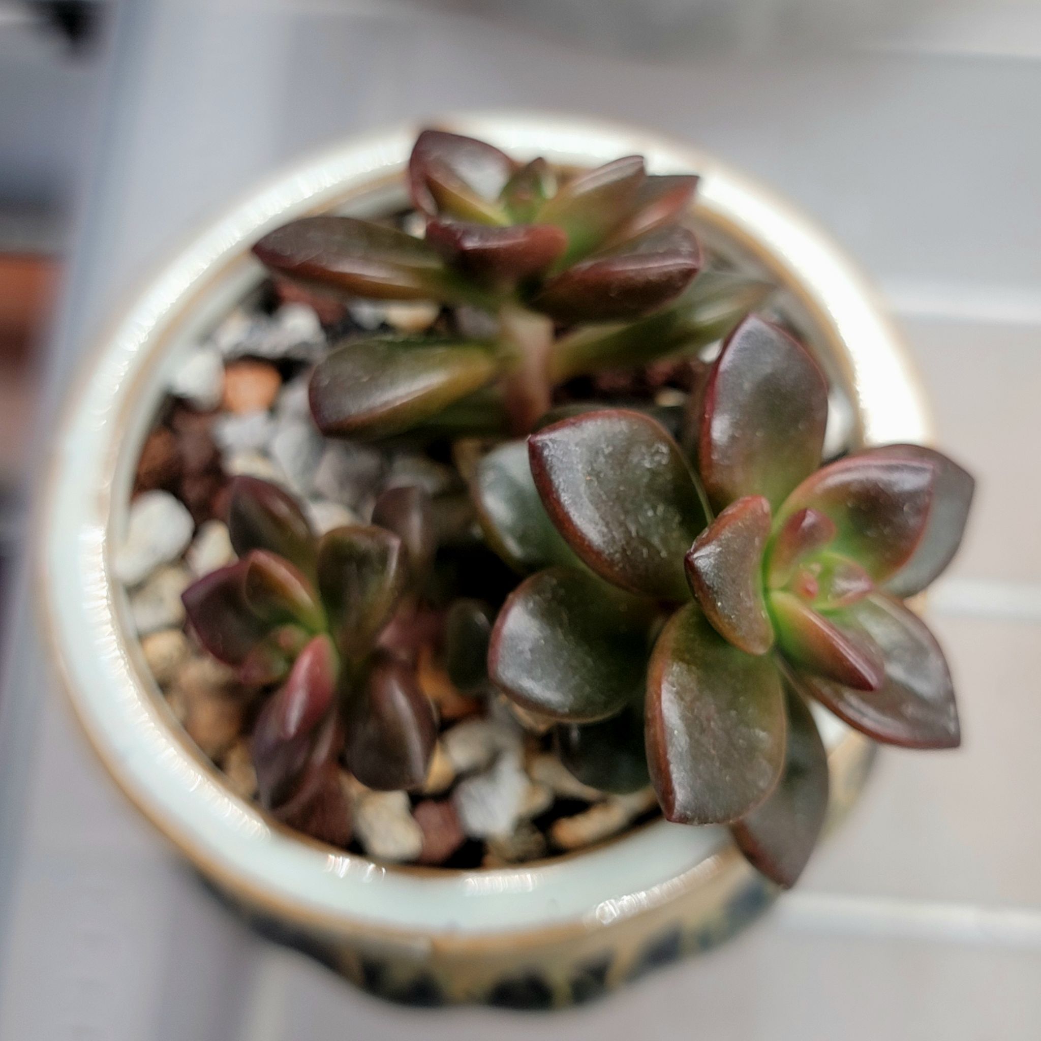 Sedeveria 'Sorrento™' plant in a pot with visible soil and healthy succulent leaves.