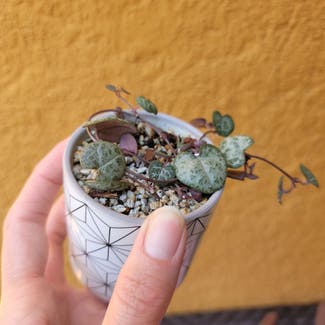 String of Hearts plant in Los Angeles, California