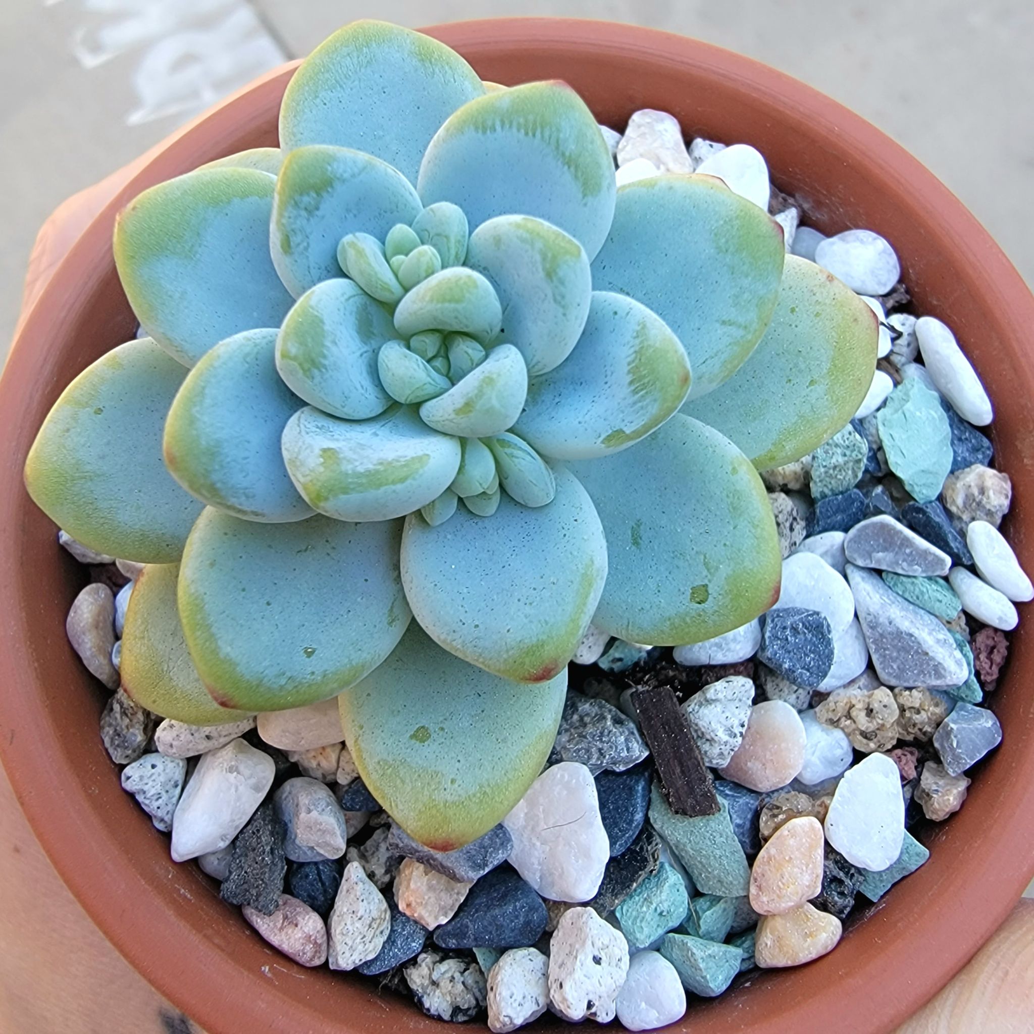 Sedum clavatum plant in a pot with colorful stones, showing some yellowing at the leaf tips.