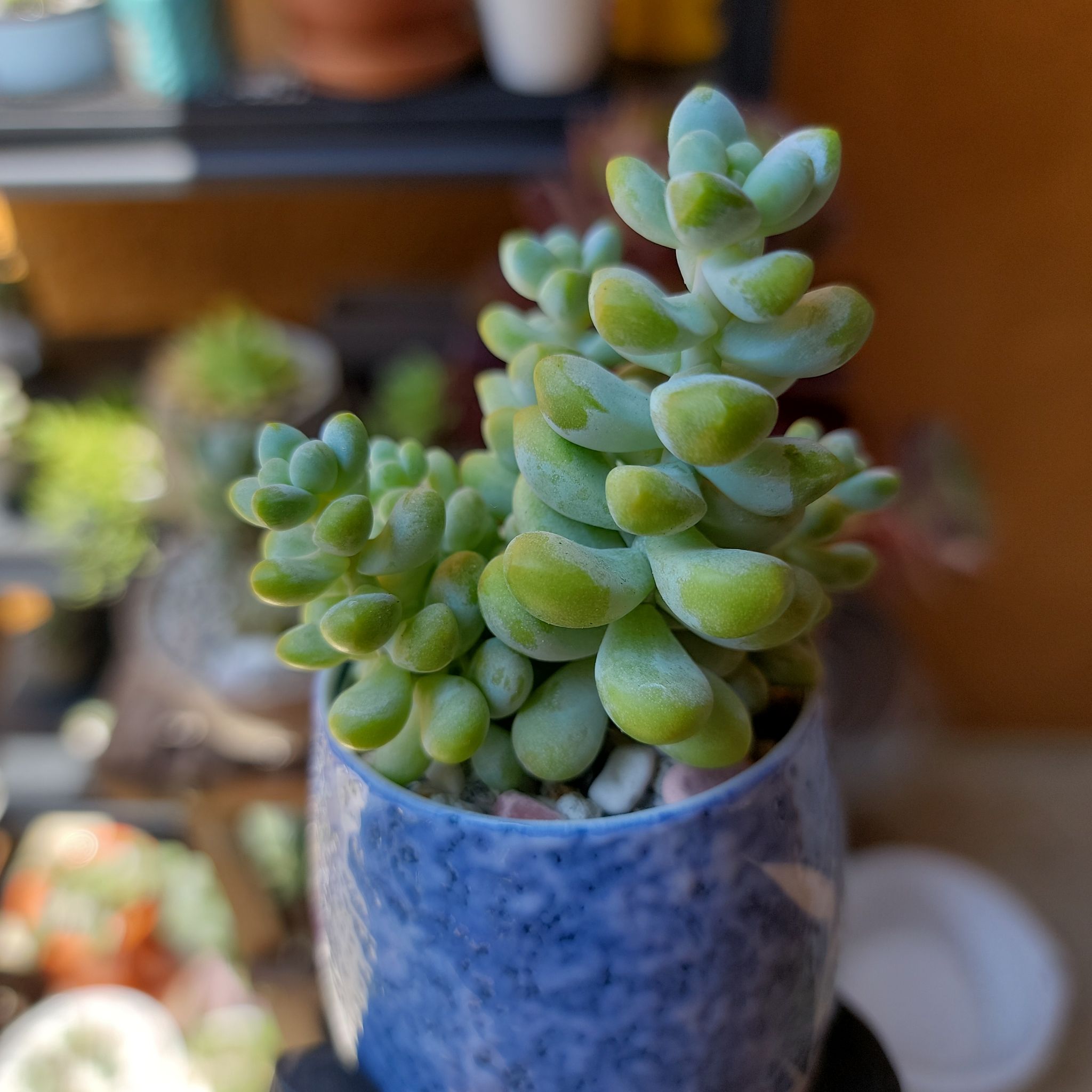 Sedum treleasei succulent in a blue pot with some yellowing leaves.