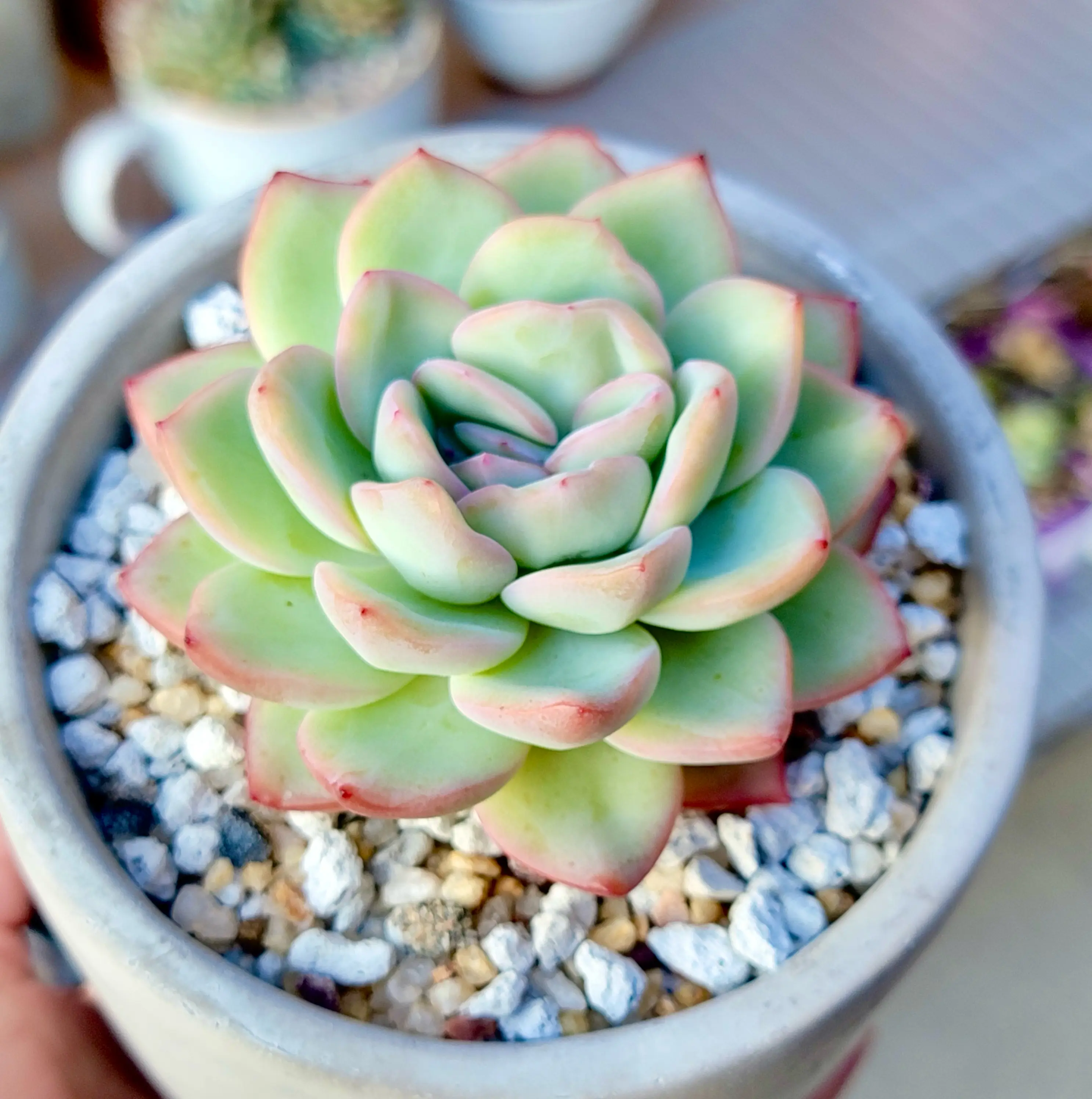 Photo of the plant species Echeveria 'Sensation' by @roxyvivien named Senna on Greg, the plant care app