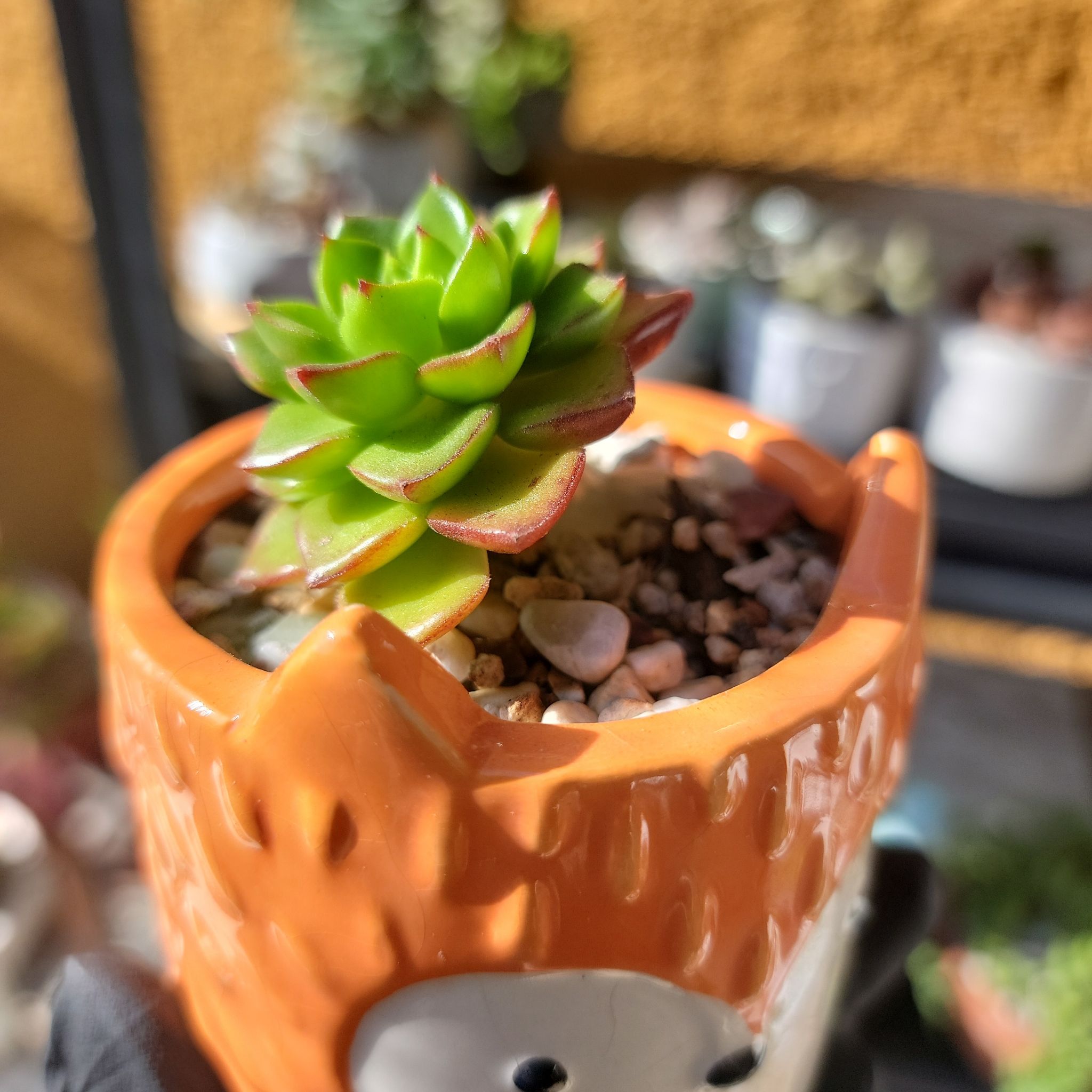 Sedeveria 'Letizia' plant in a decorative pot with vibrant green leaves and red tips.