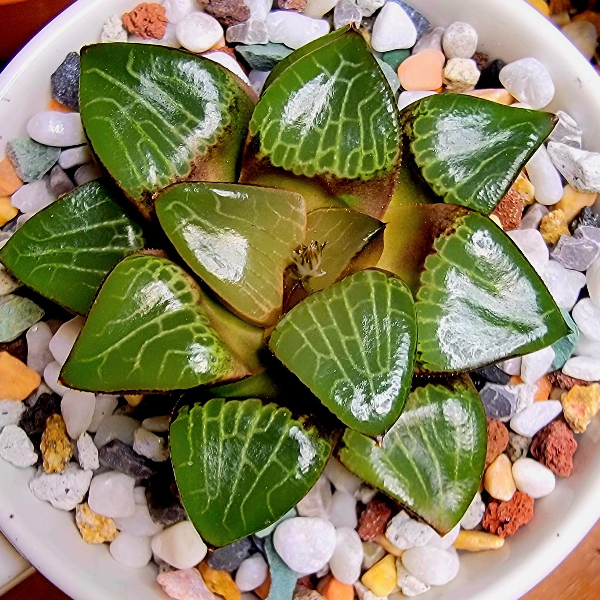 Haworthia bayeri plant with healthy green leaves and decorative stones in a pot.